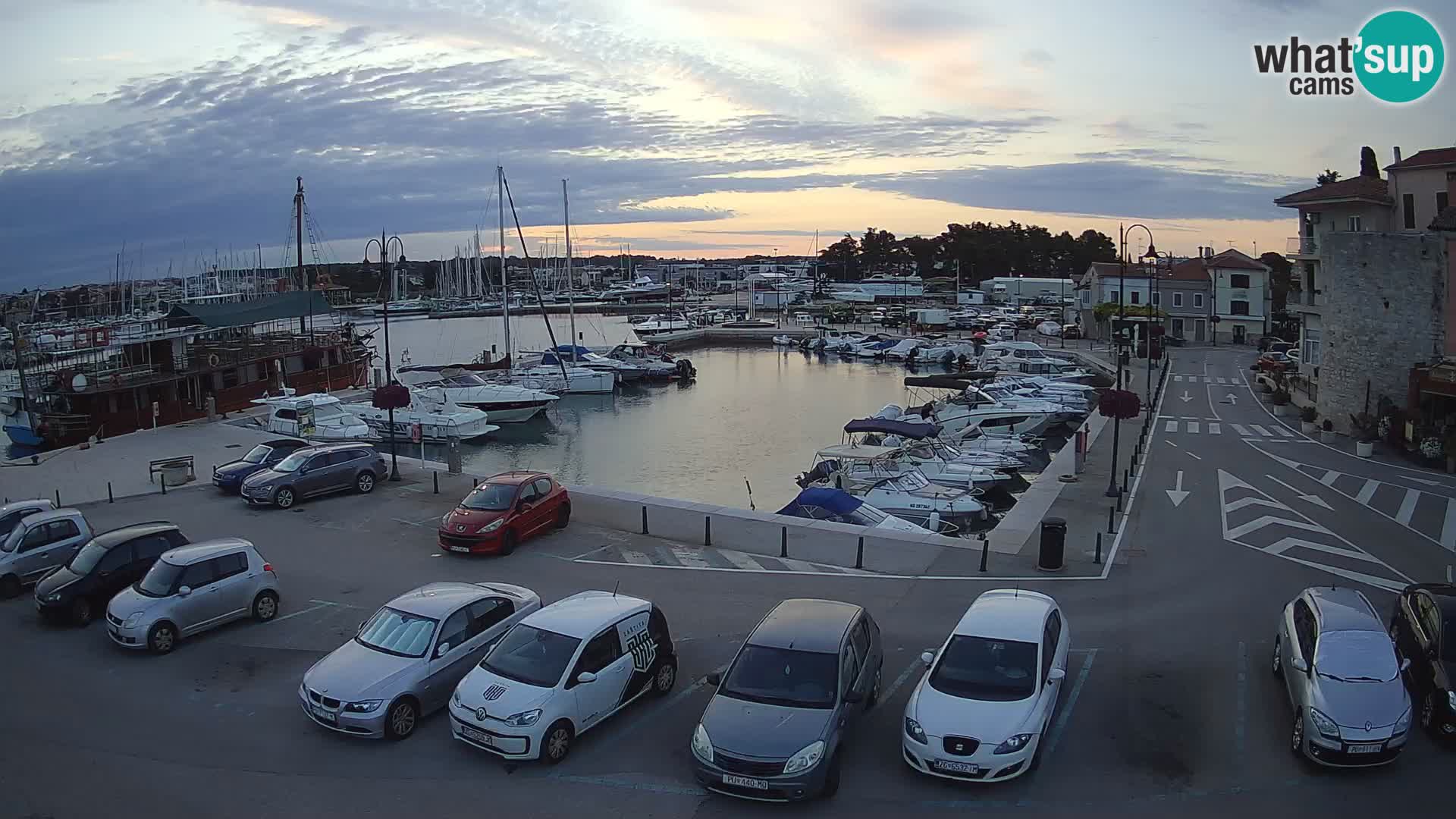 Novigrad | Porporela marina