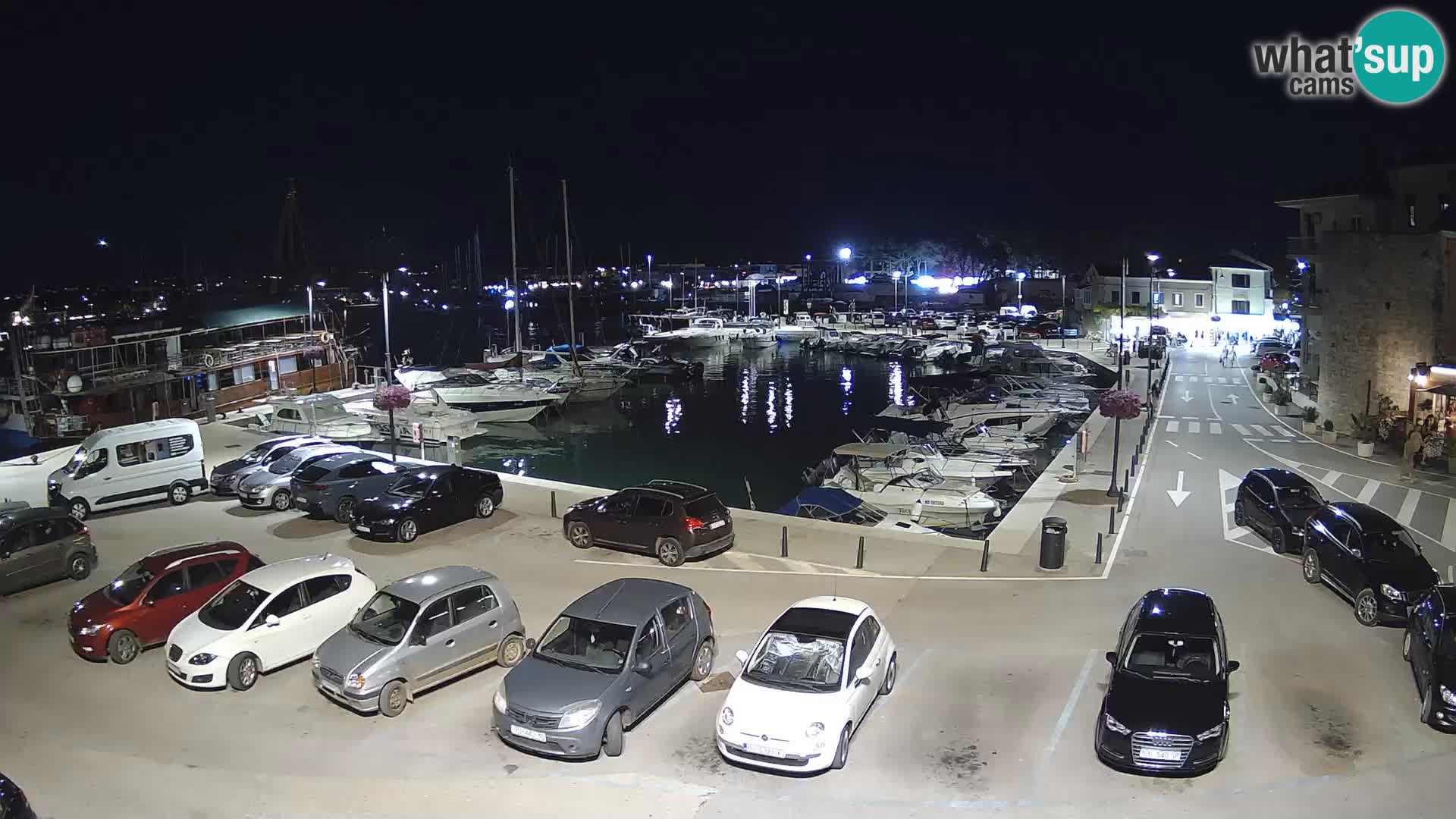 Novigrad | Porporela marina