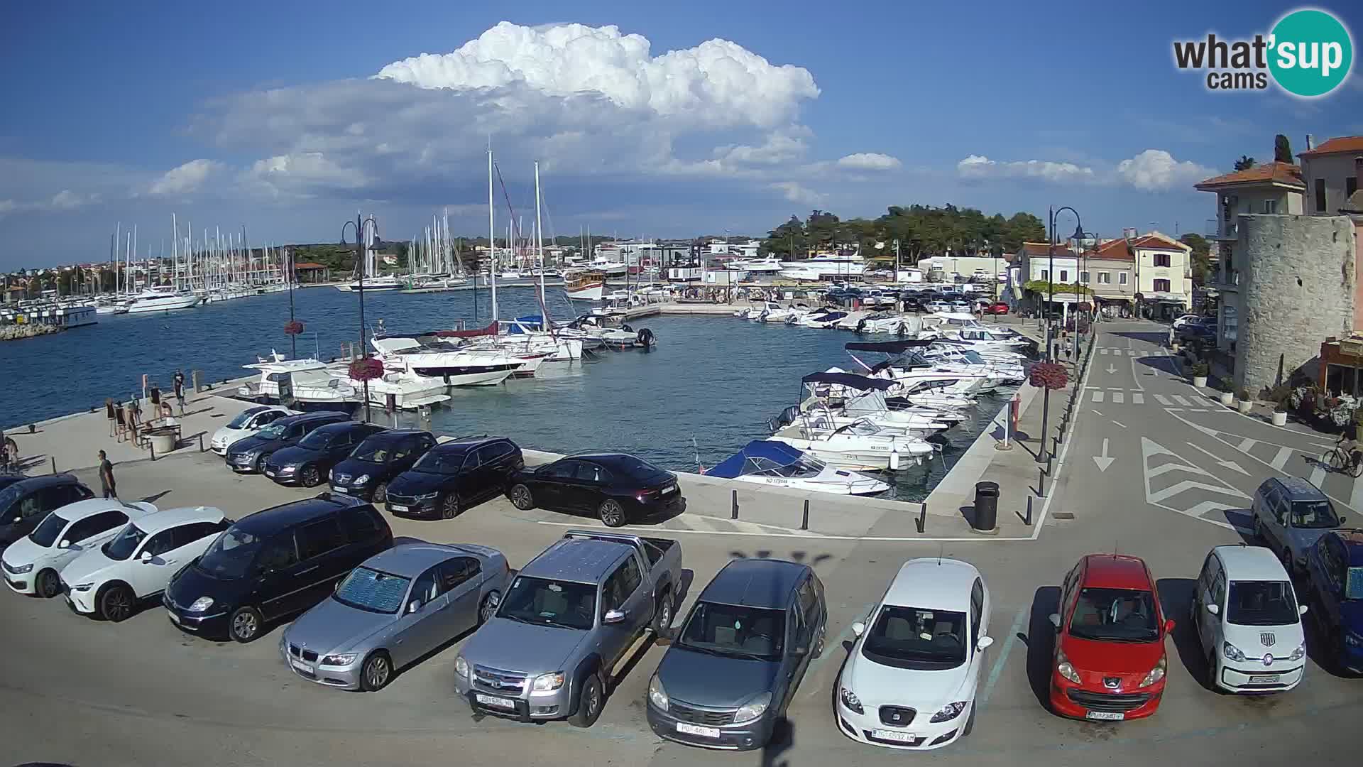 Novigrad | Porporela marina