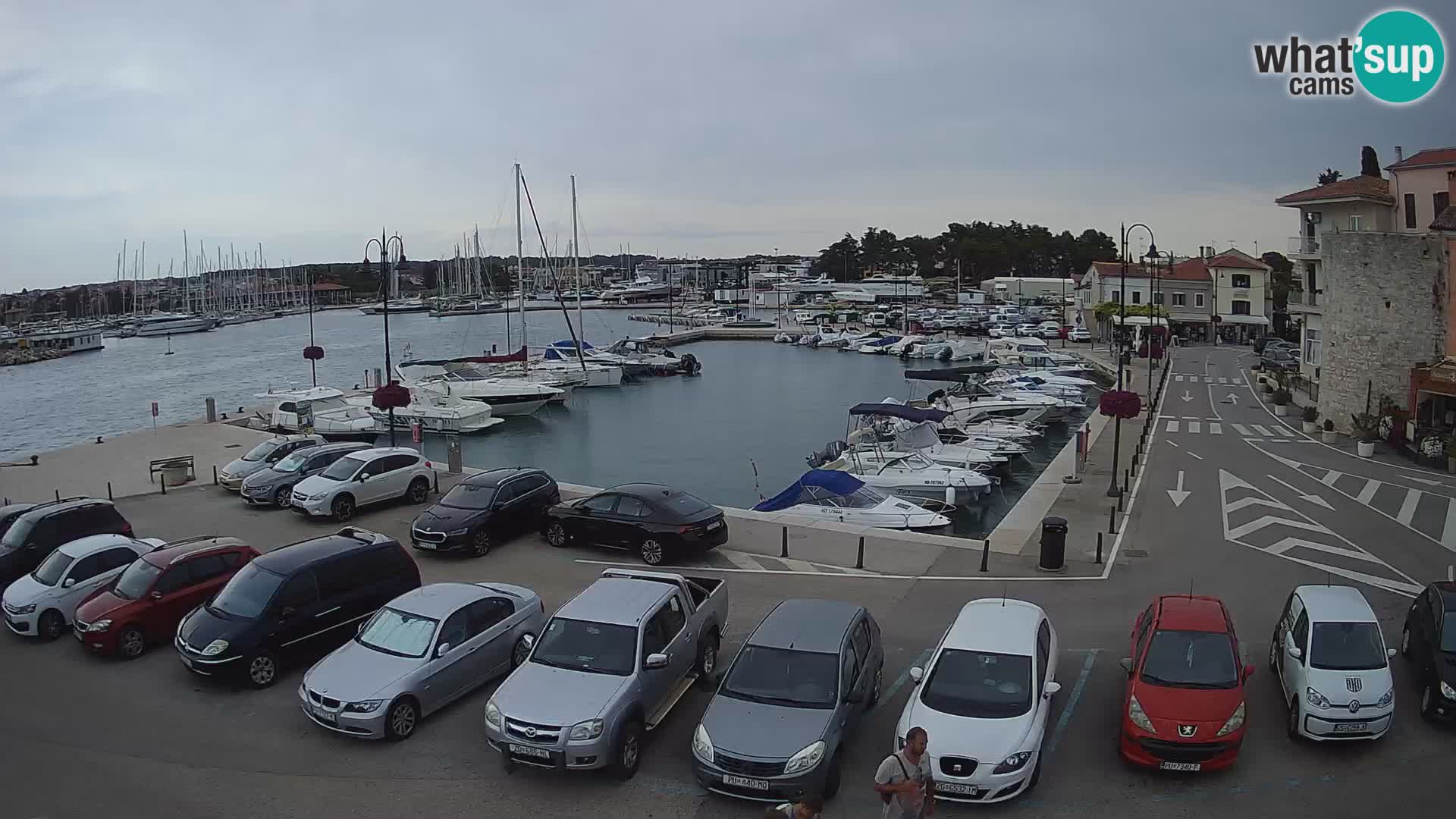 Novigrad | Porporela marina