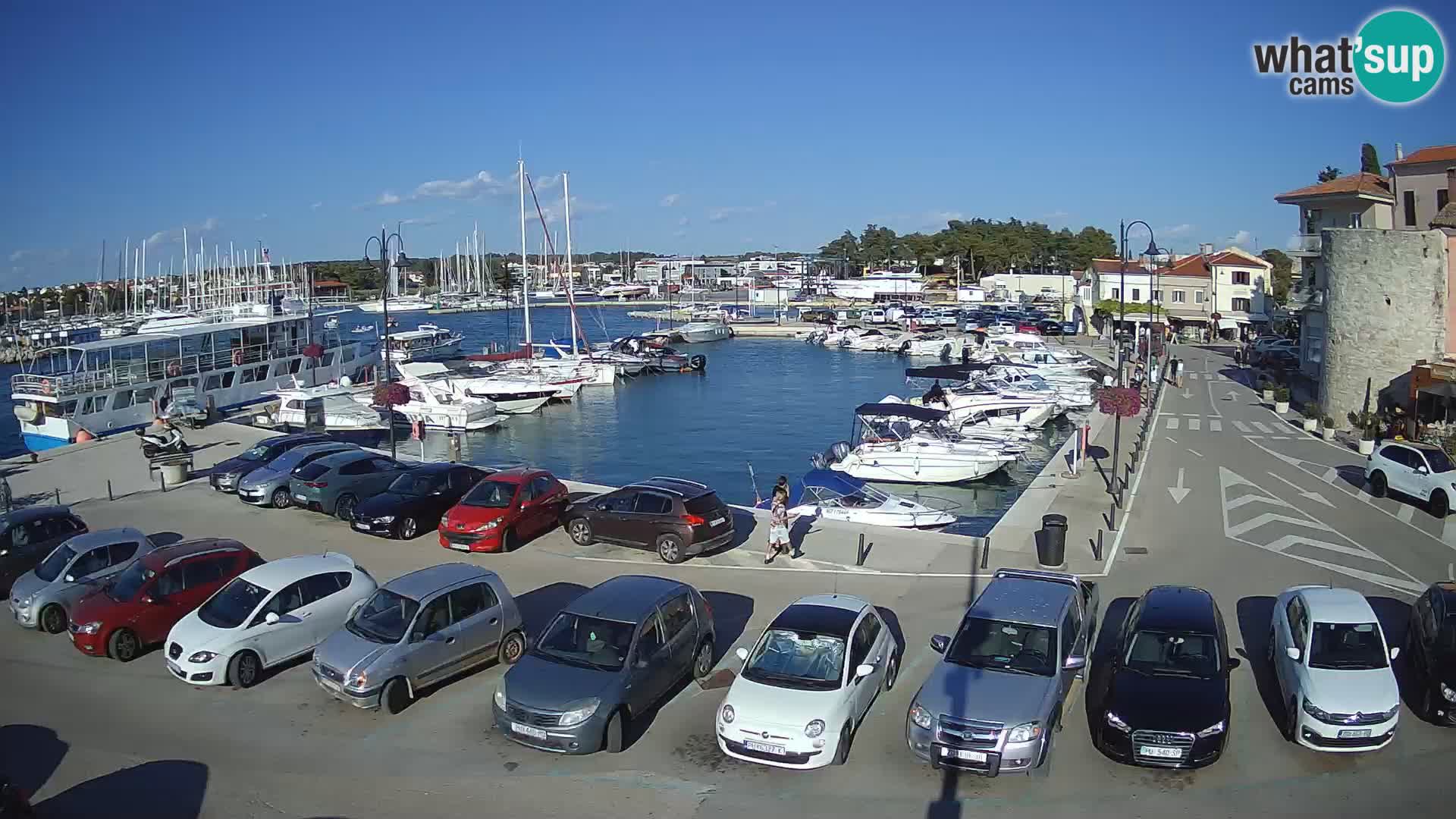 Novigrad | Porporela marina