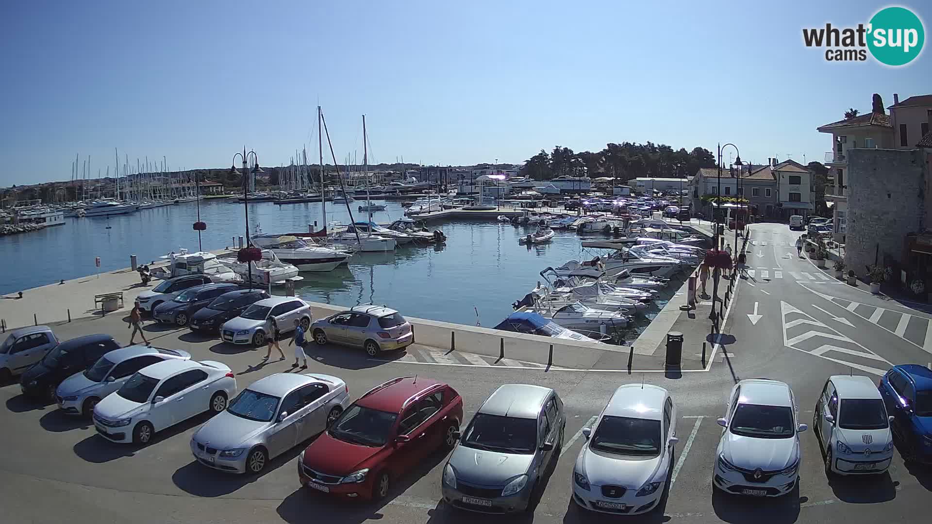 Novigrad | Porporela marina