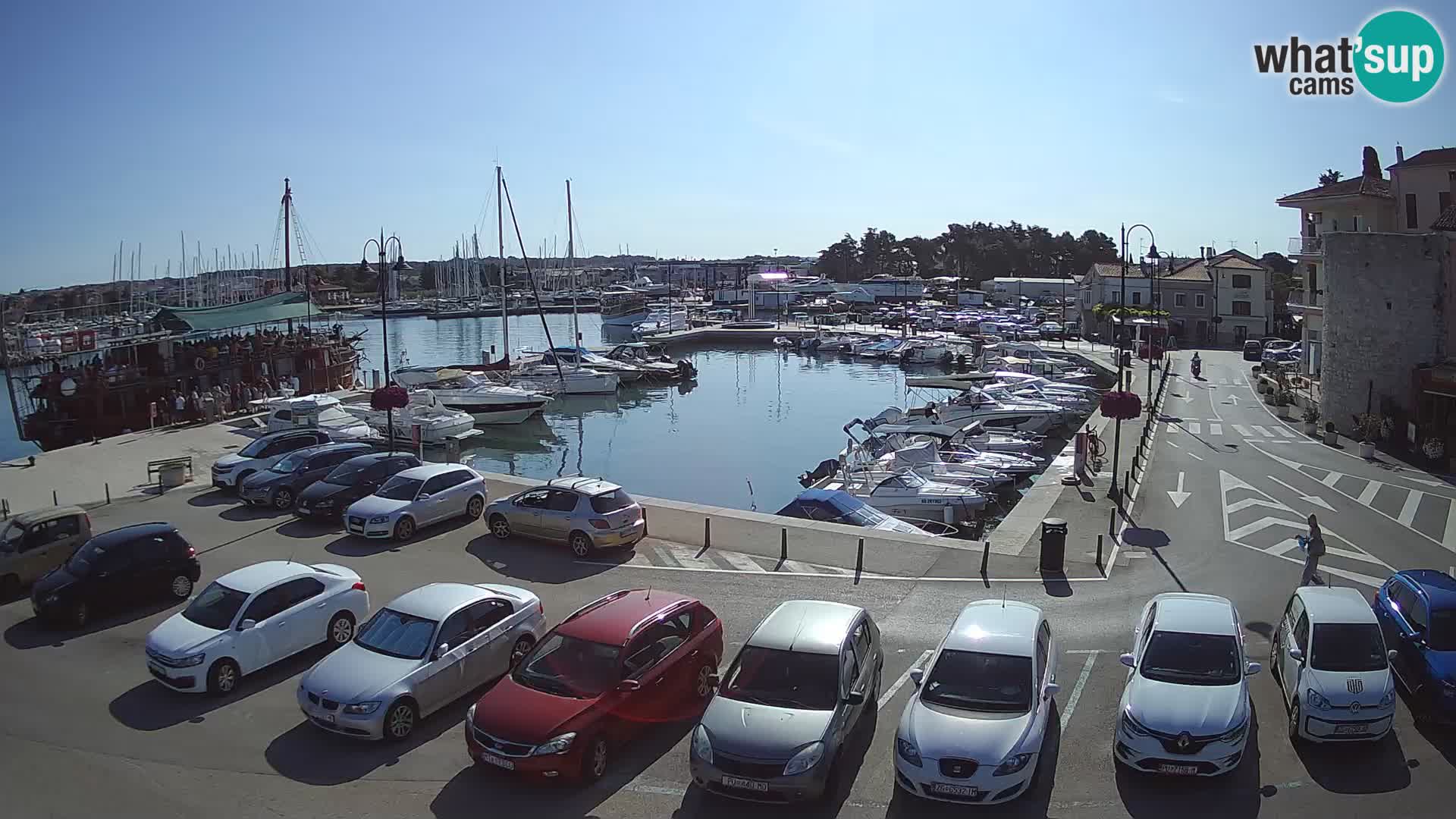 Novigrad | Porporela marina