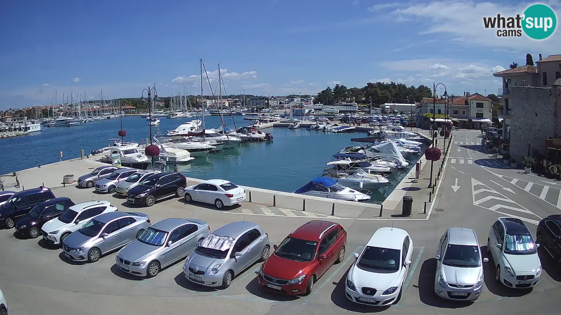 Novigrad | Porporela marina