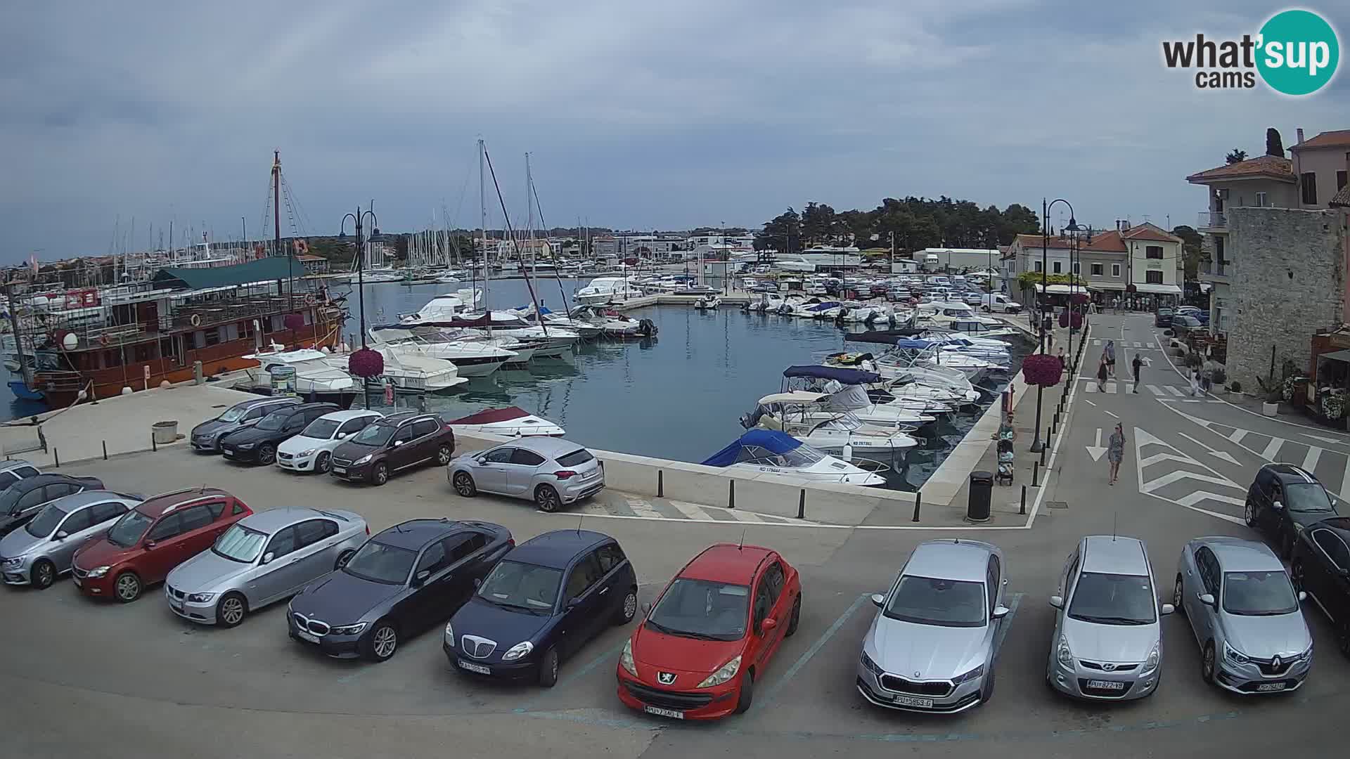 Novigrad | Porporela marina