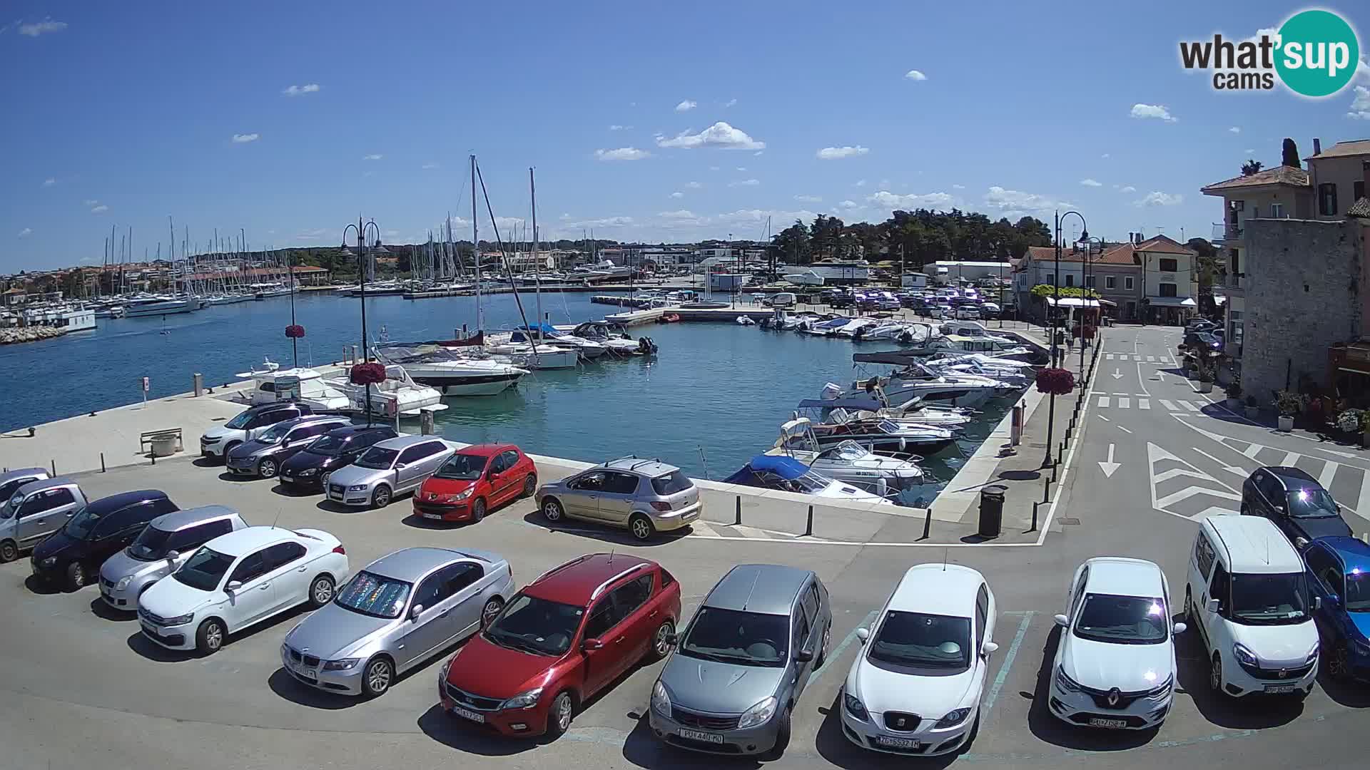 Novigrad | Porporela marina