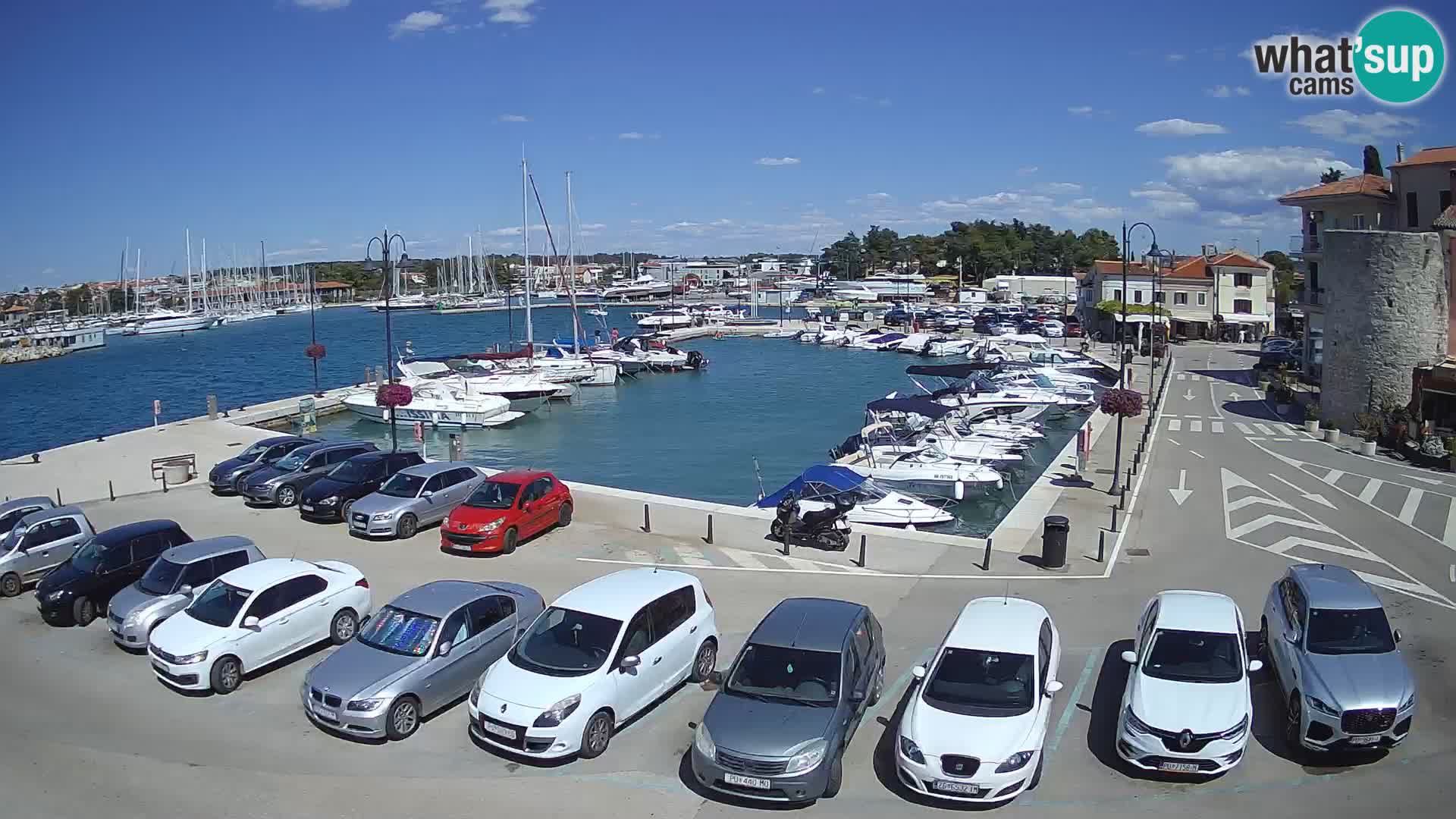 Novigrad | Porporela marina
