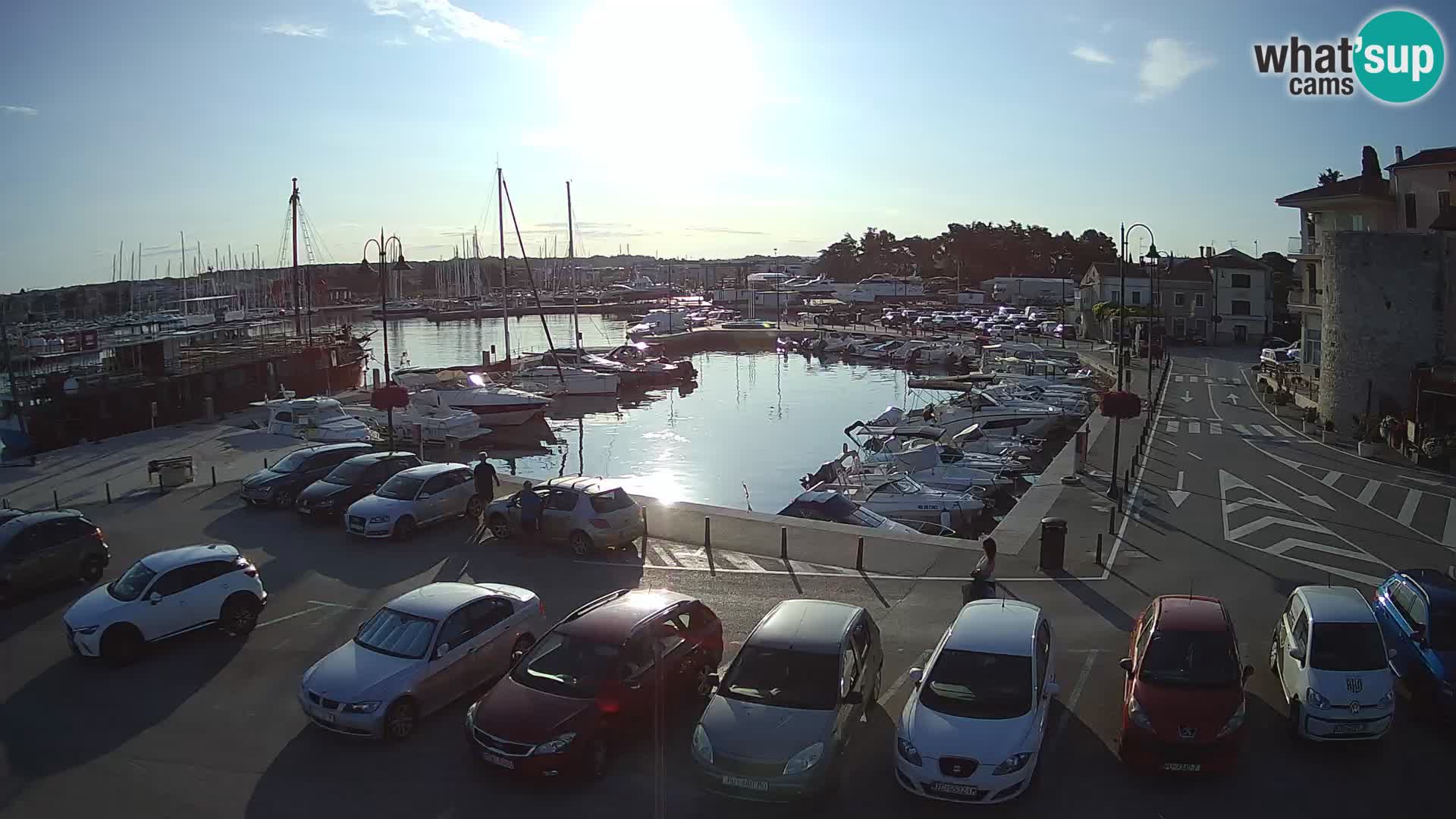 Novigrad | Porporela marina