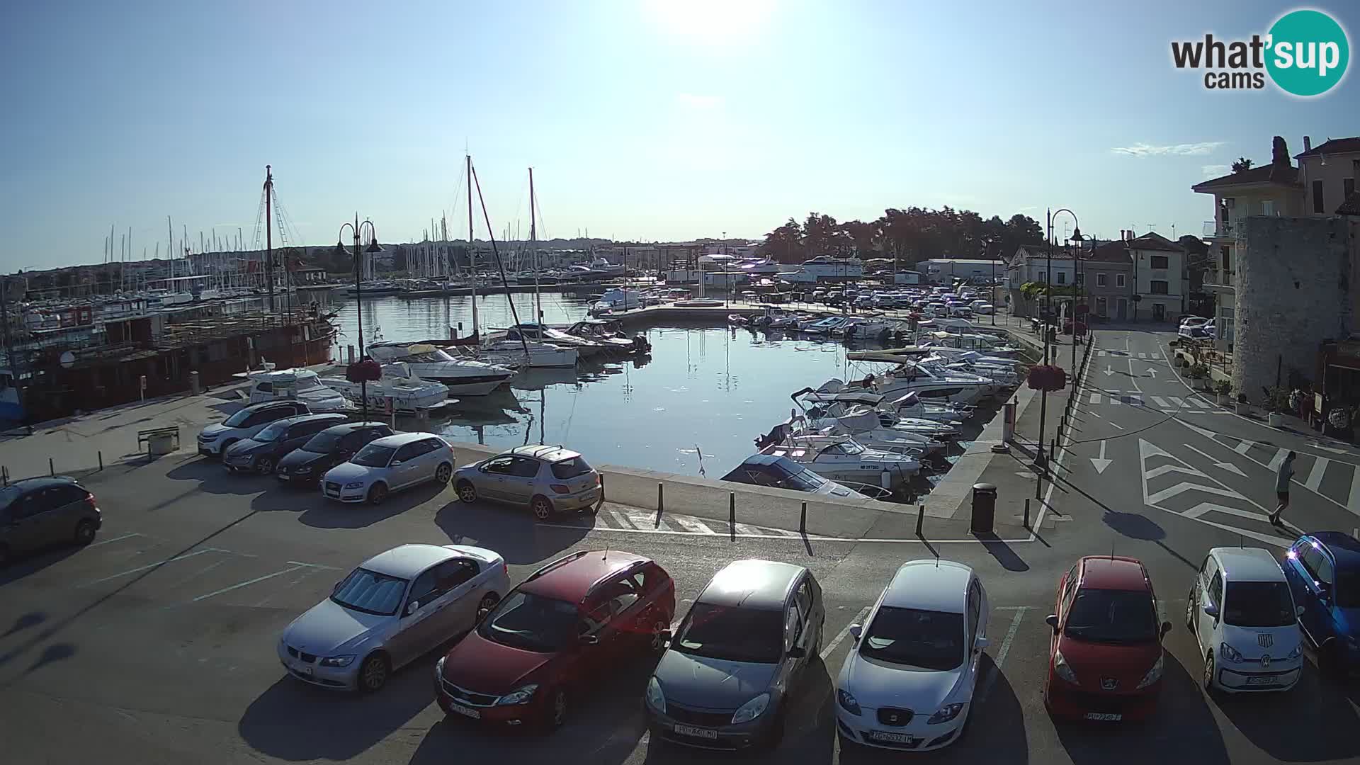 Novigrad | Porporela marina