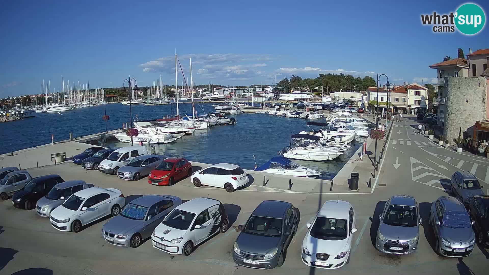 Novigrad | Porporela marina