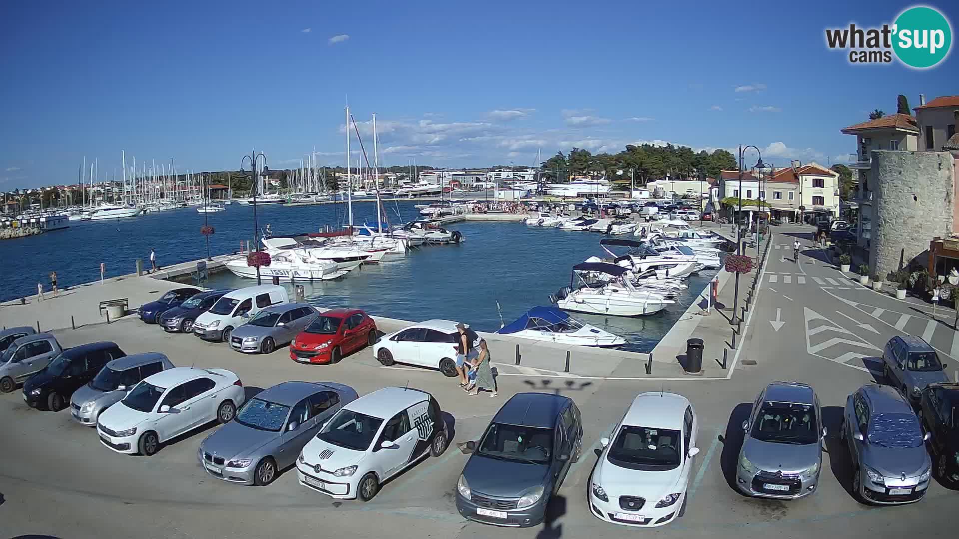 Novigrad | Porporela marina