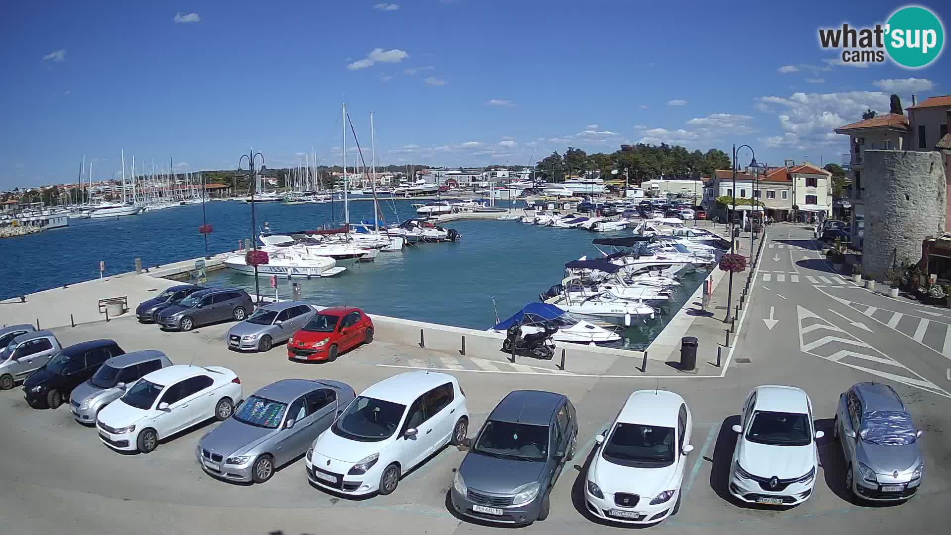 Novigrad | Porporela marina
