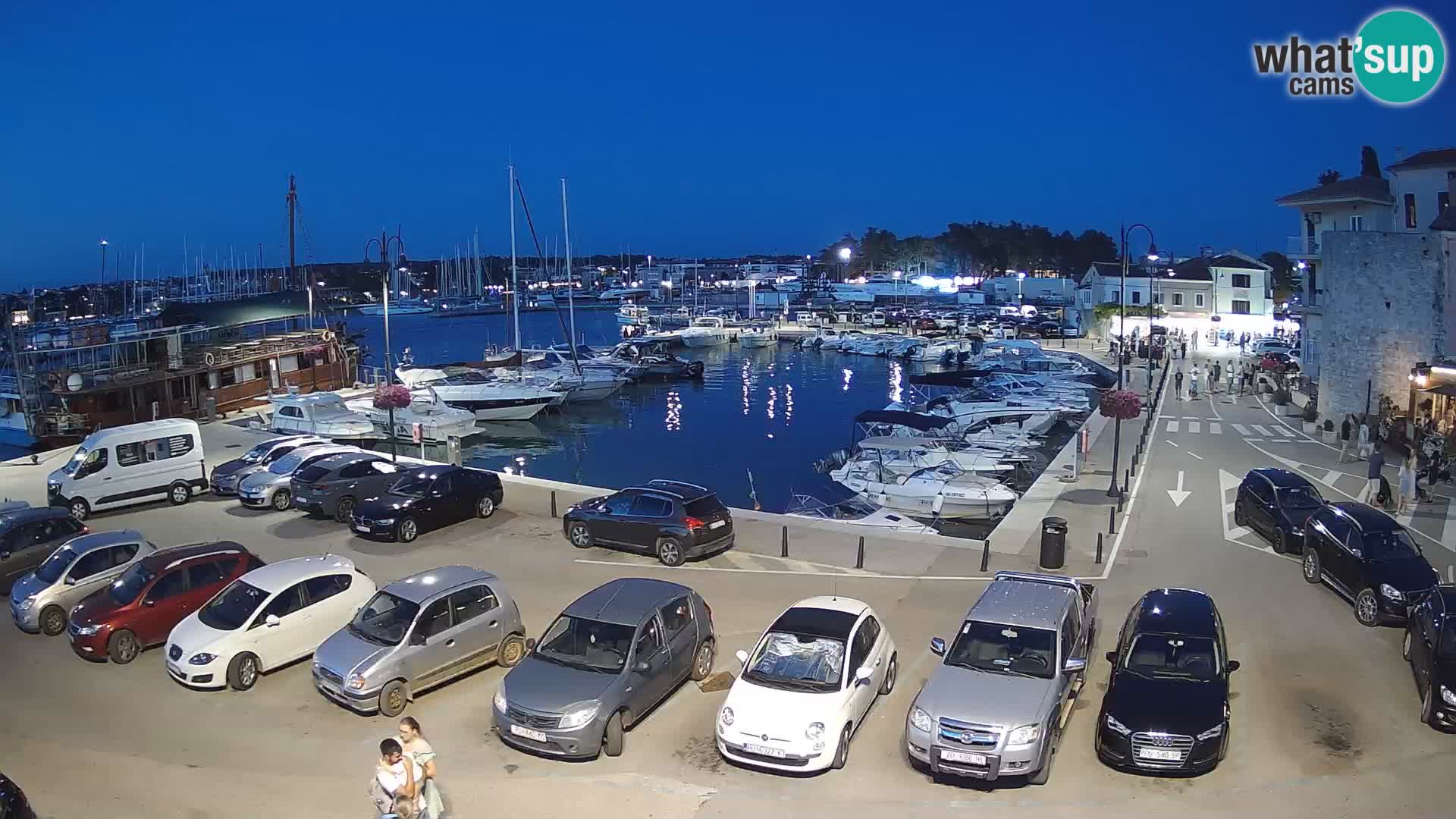 Novigrad | Porporela marina