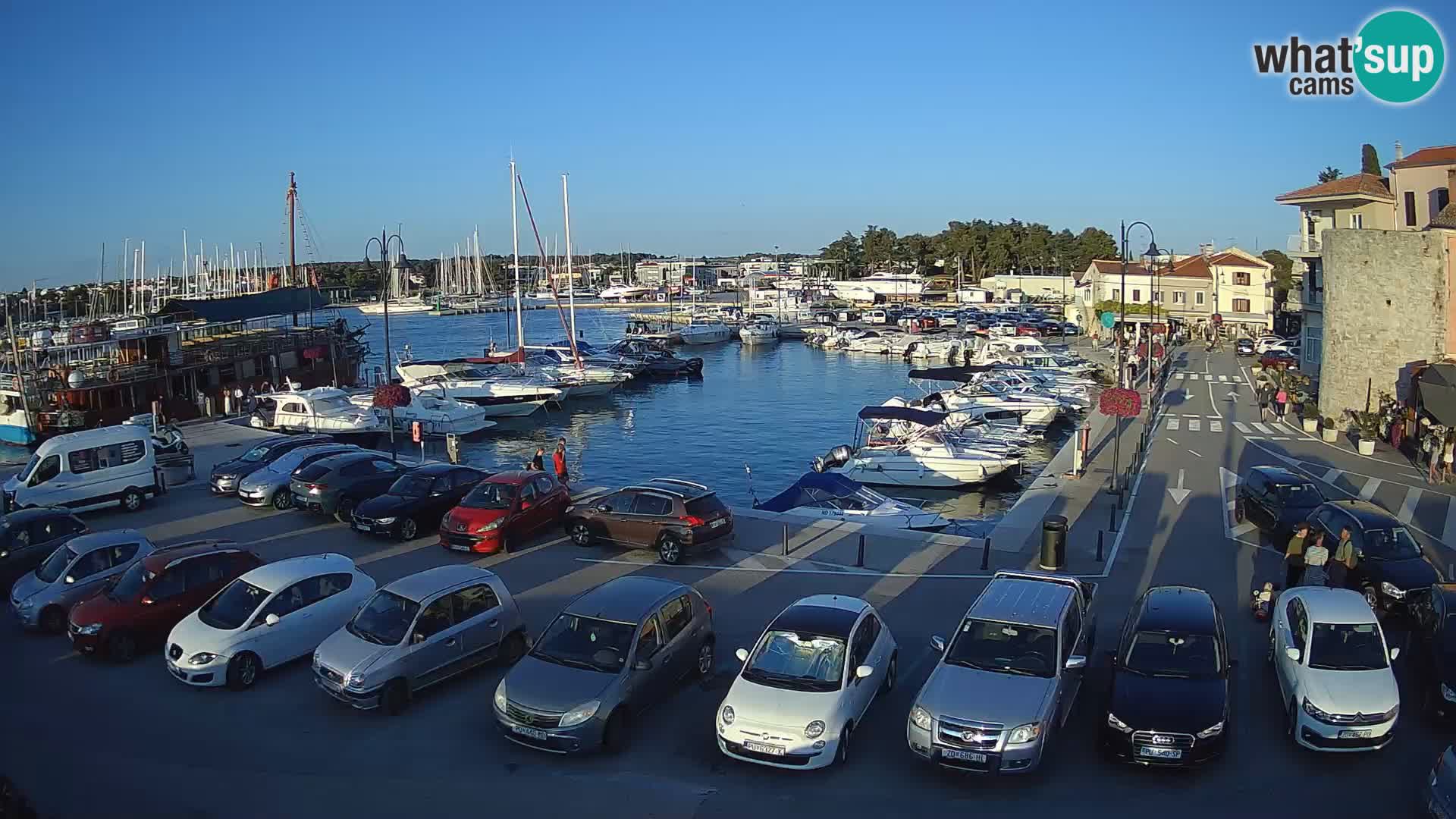 Novigrad | Porporela marina