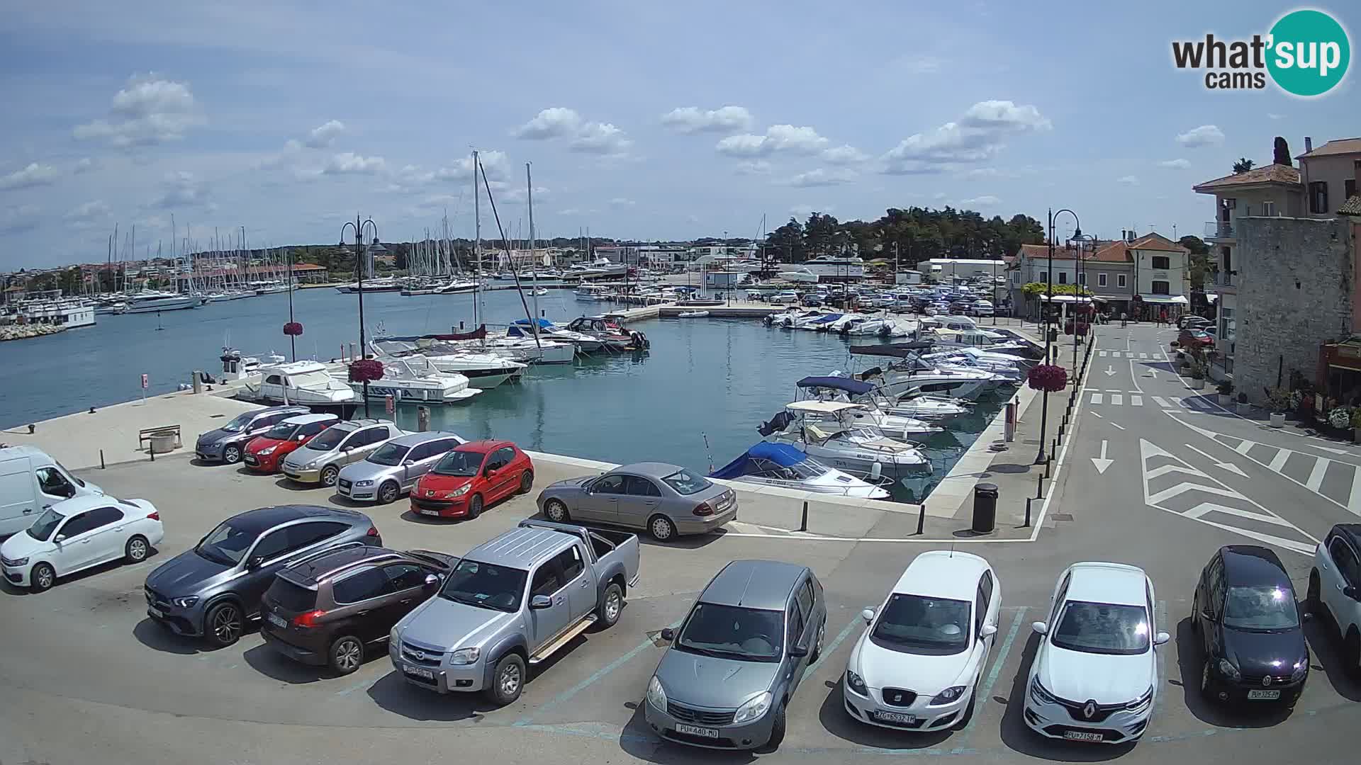 Novigrad | Porporela marina