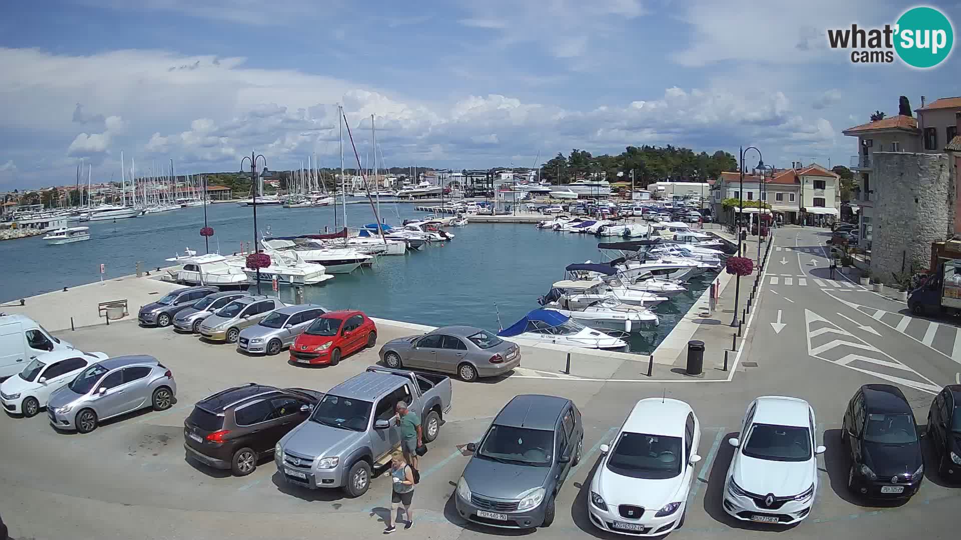 Novigrad | Porporela marina