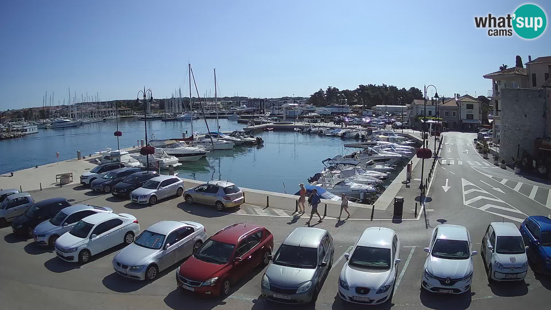 Novigrad | Porporela marina