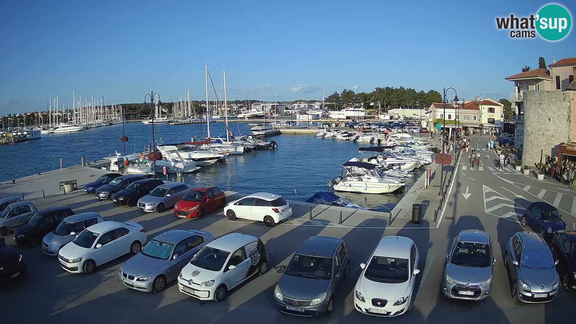 Novigrad | Porporela marina