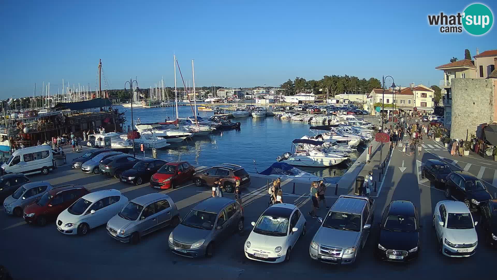 Novigrad | Porporela marina