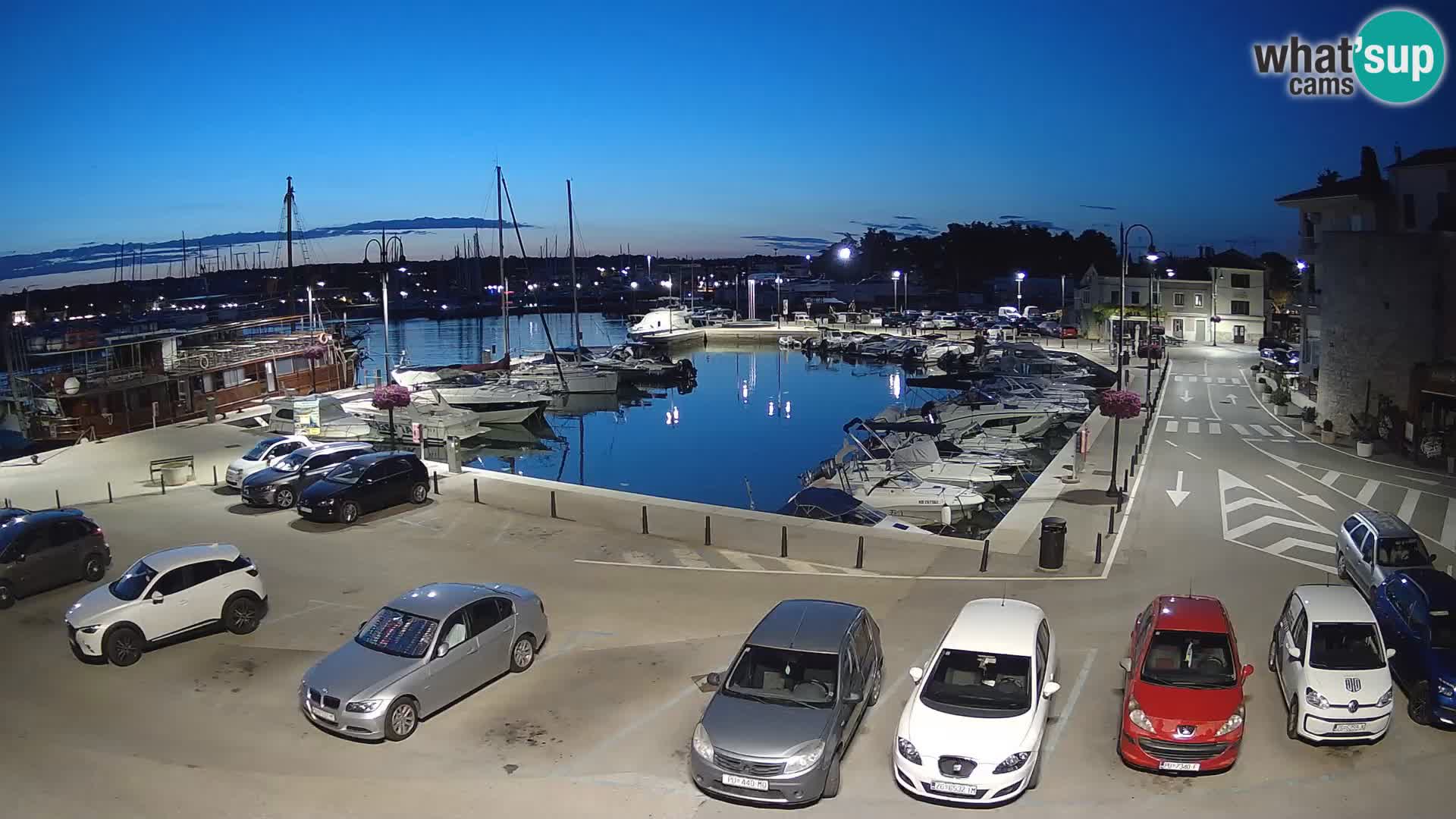 Novigrad | Porporela marina