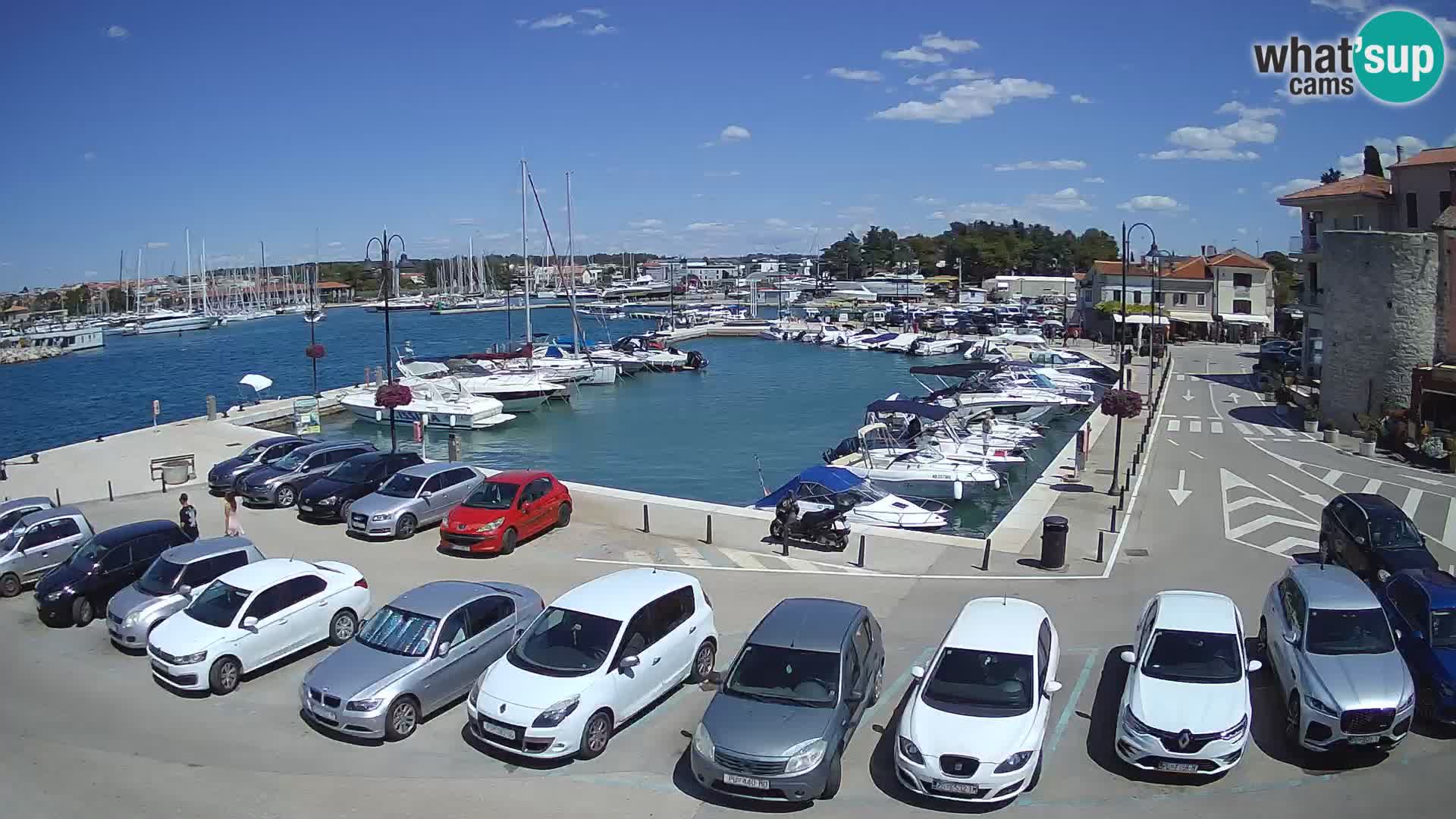 Novigrad | Porporela marina