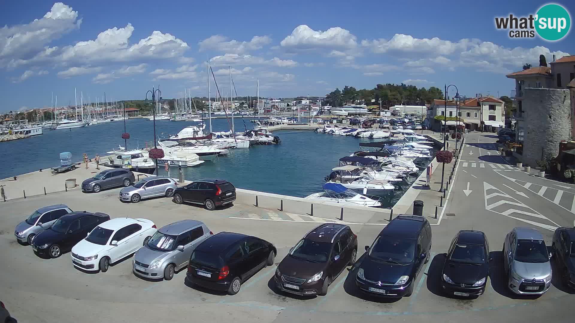 Novigrad | Porporela marina