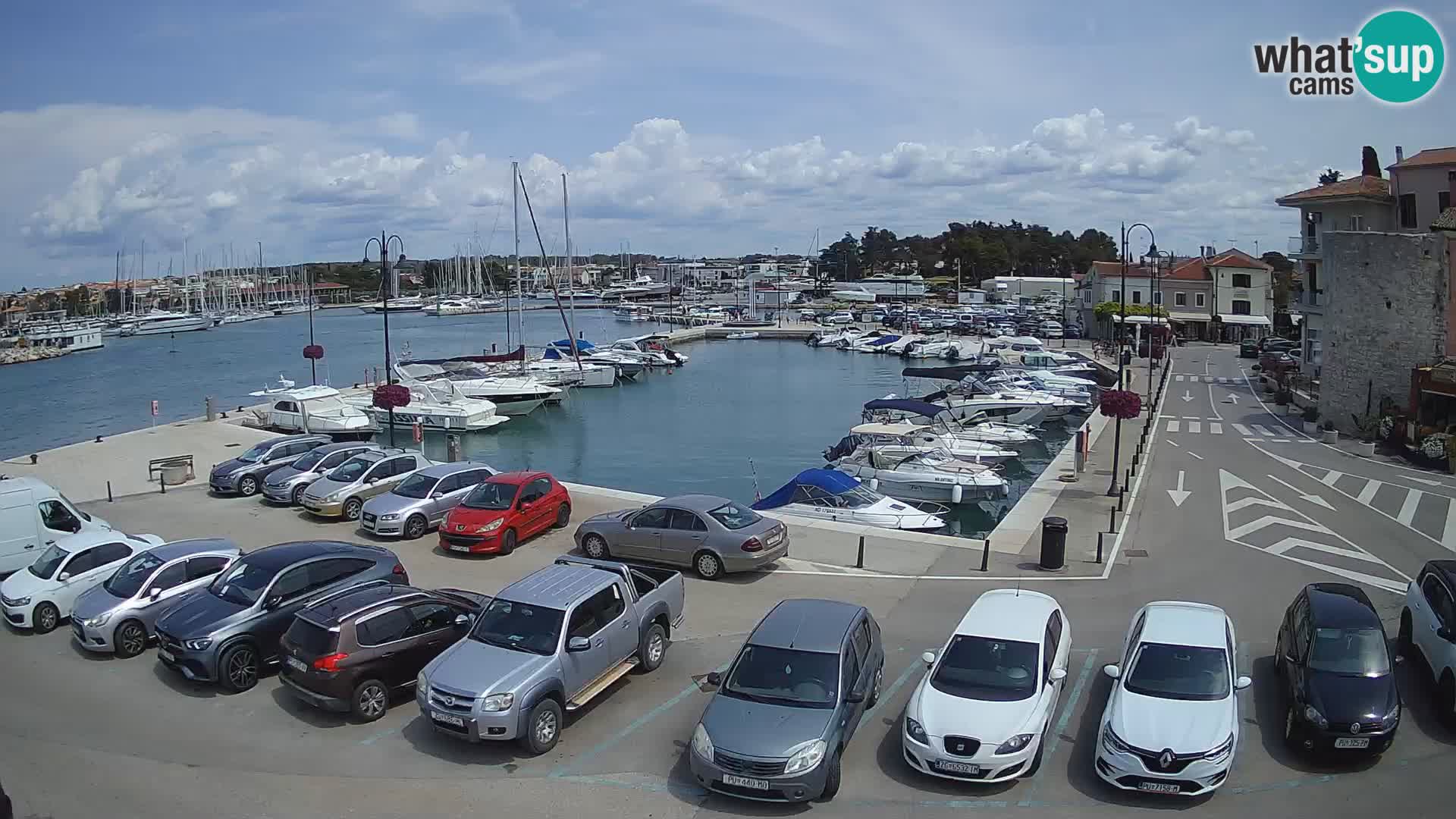 Novigrad | Porporela marina