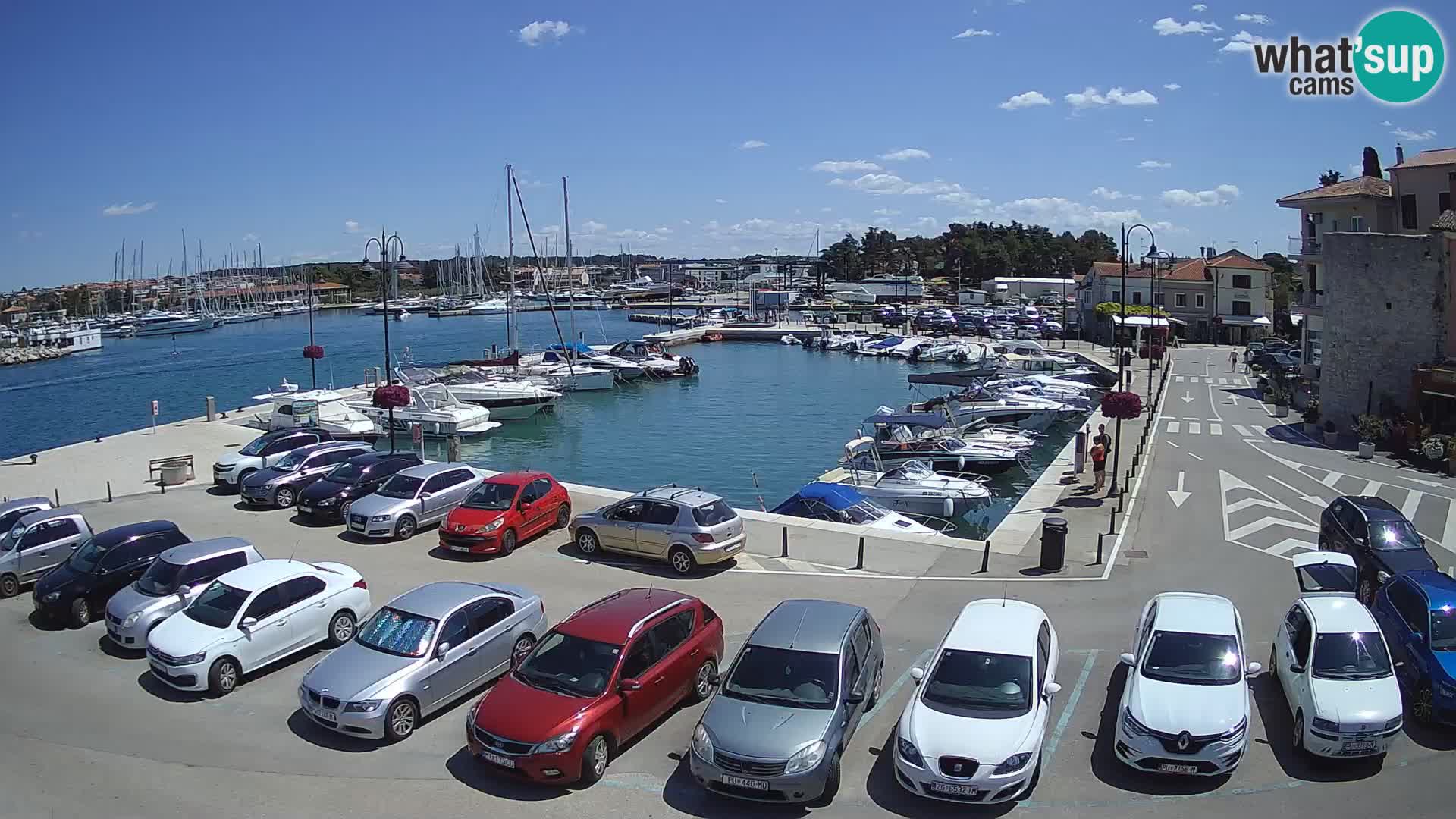 Novigrad | Porporela marina