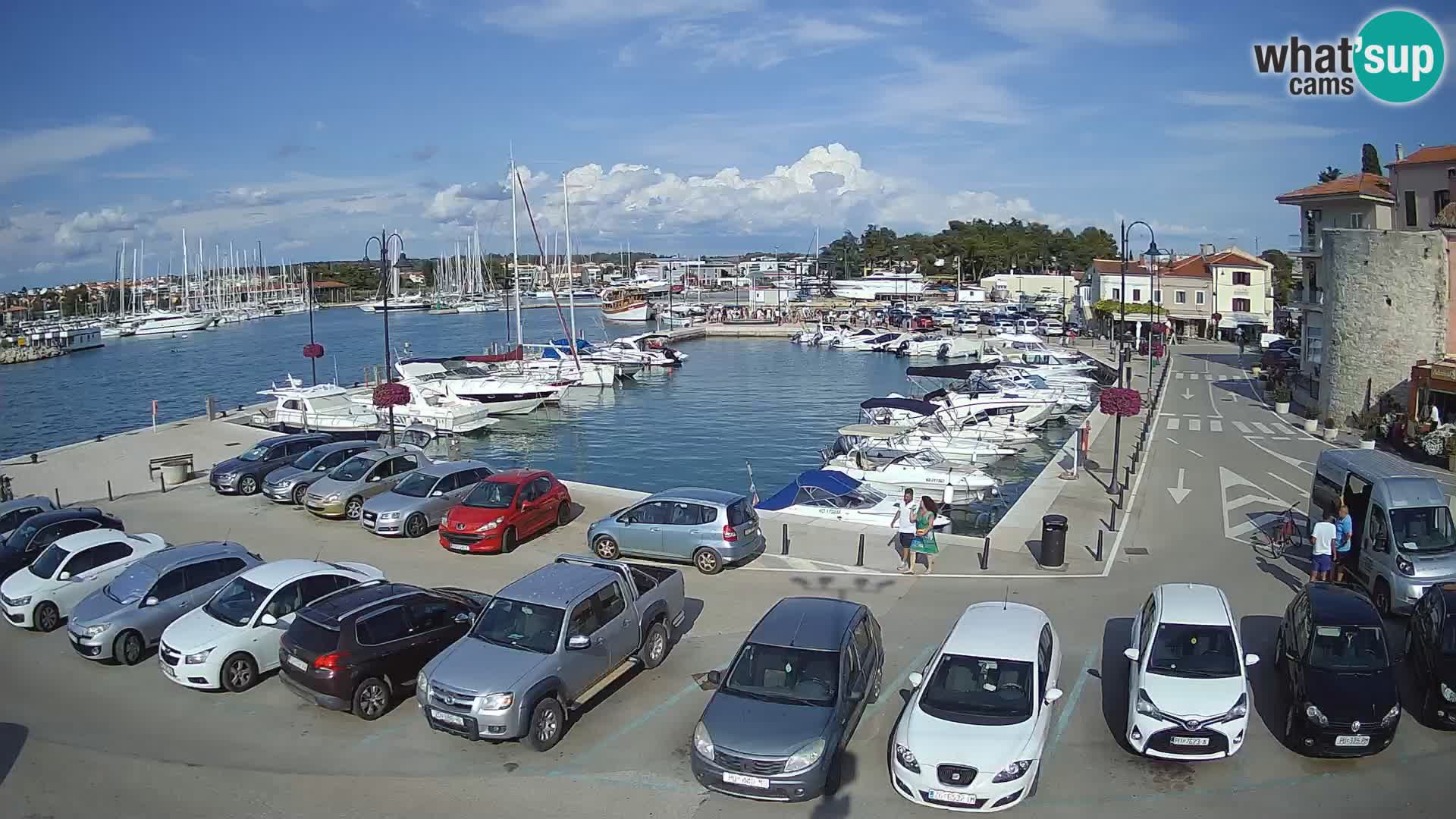 Novigrad | Porporela marina