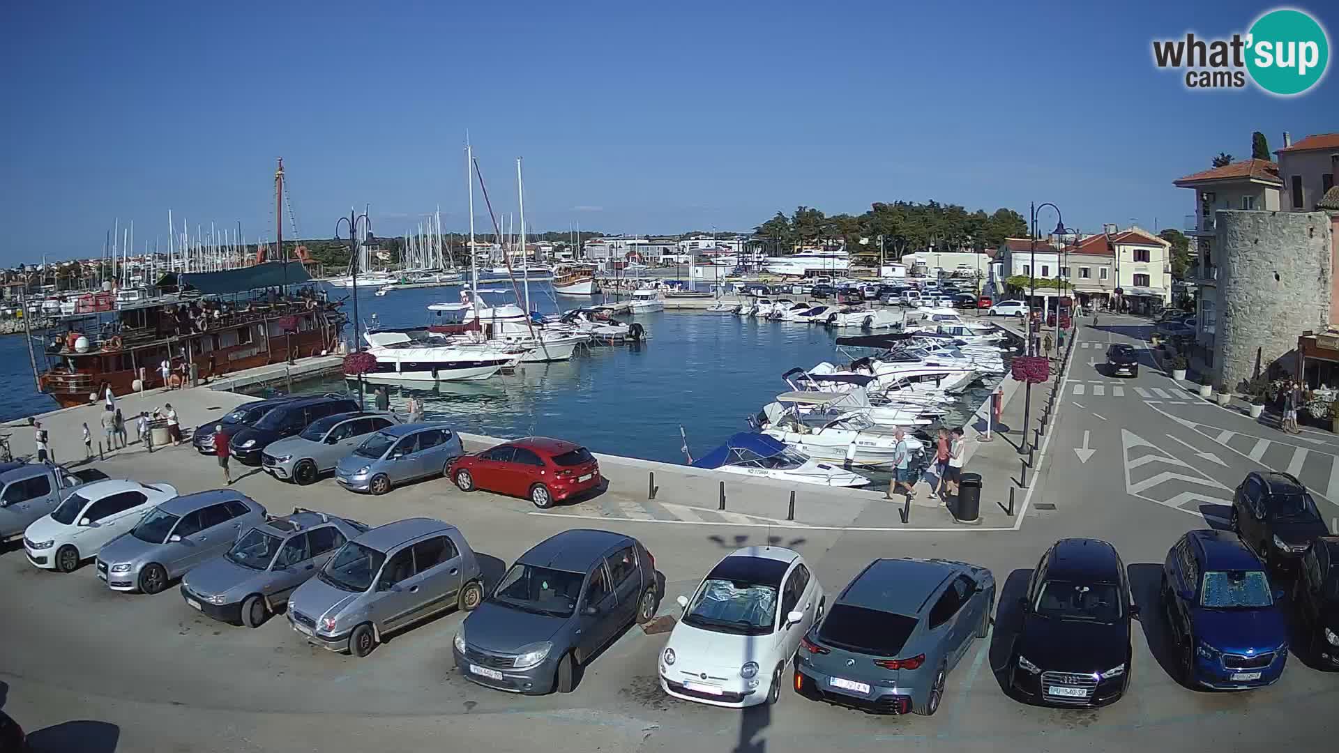 Novigrad | Porporela marina