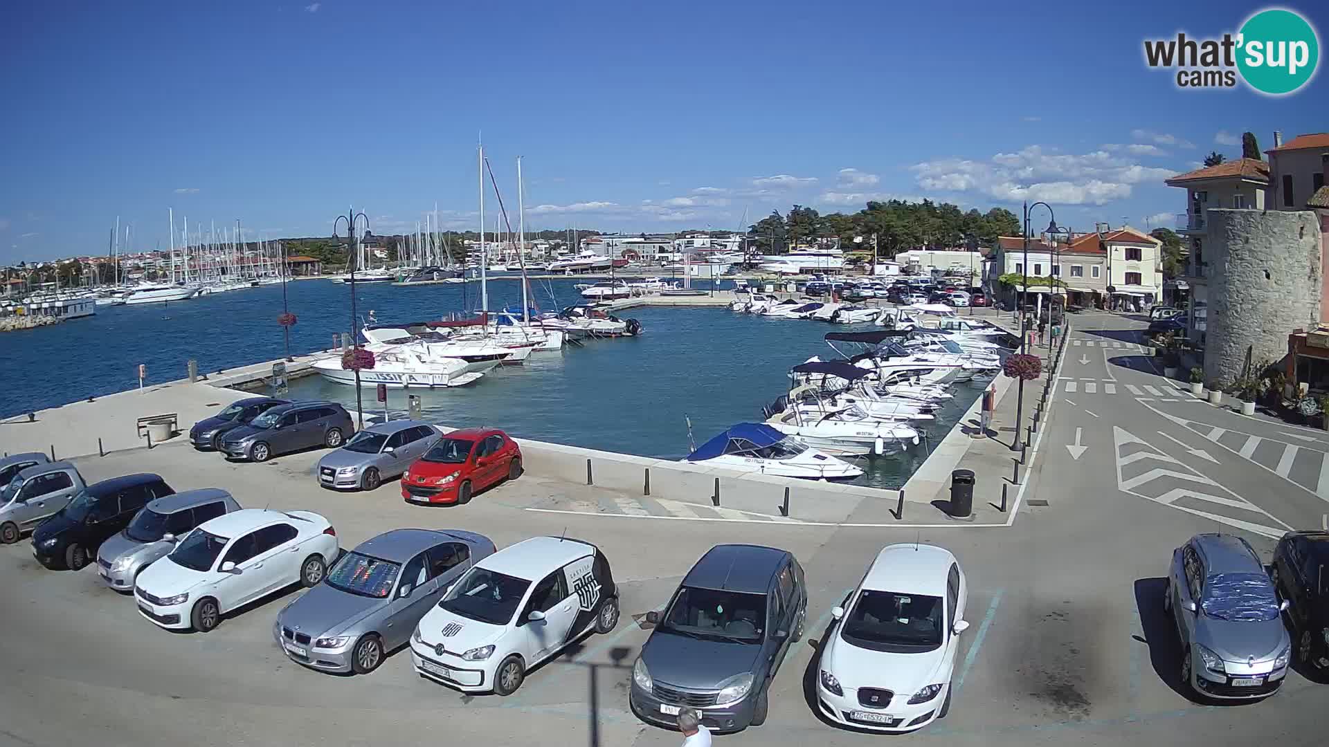 Novigrad | Porporela marina