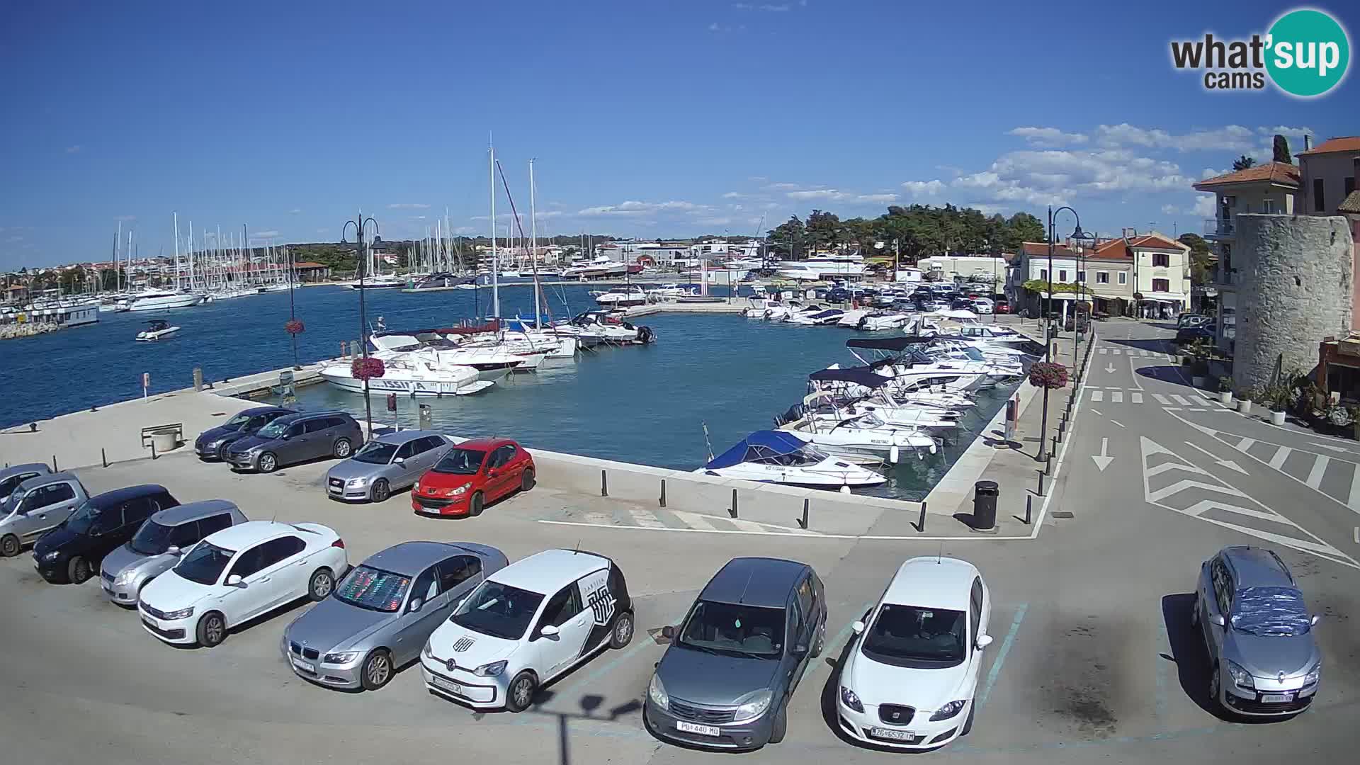 Novigrad | Porporela marina