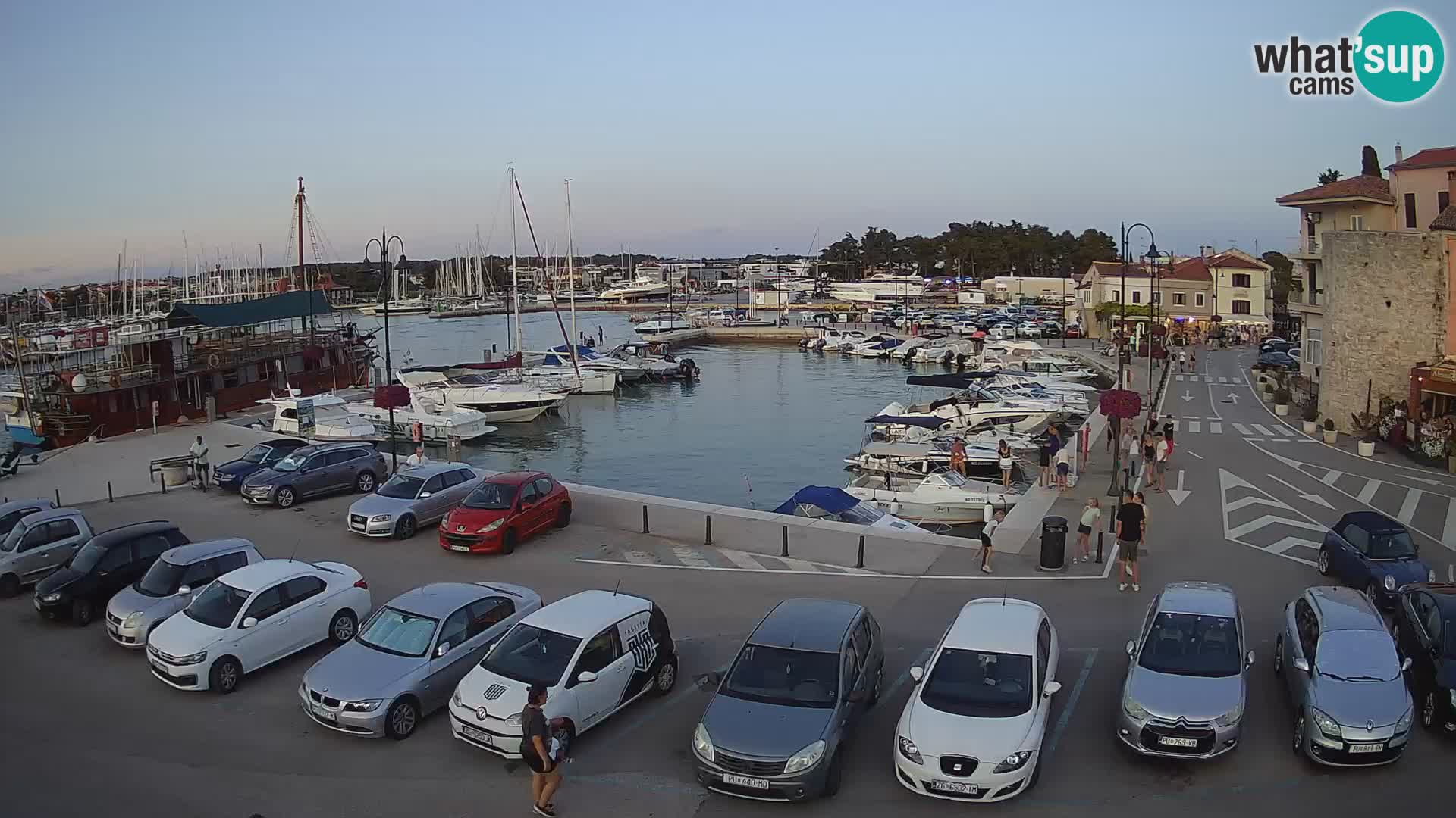 Novigrad | Porporela marina