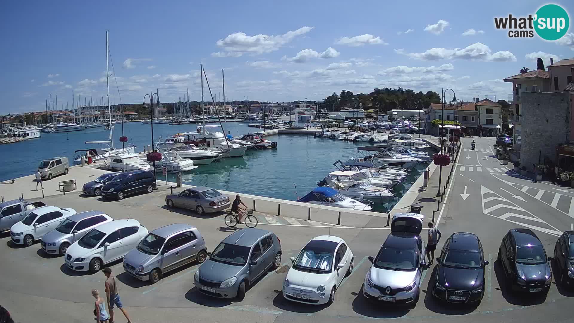 Novigrad | Porporela marina