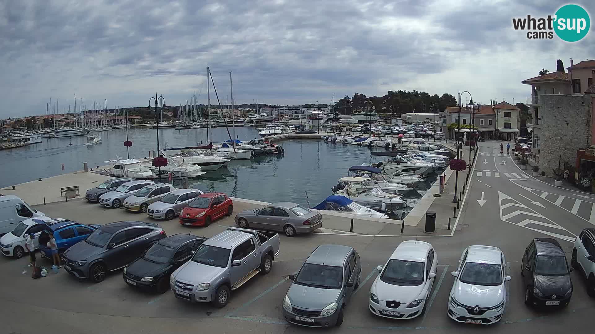 Novigrad | Porporela marina