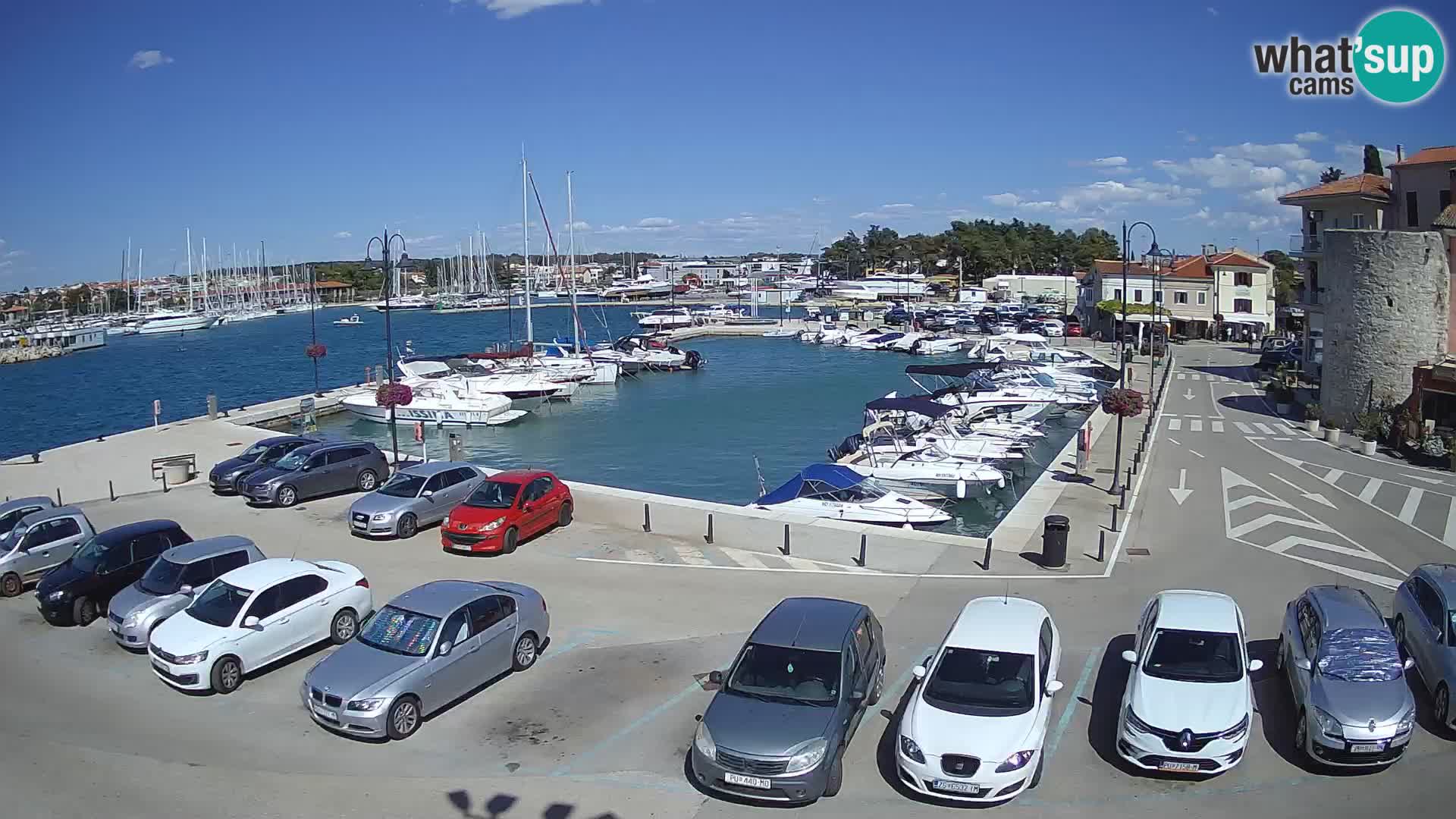 Novigrad | Porporela marina