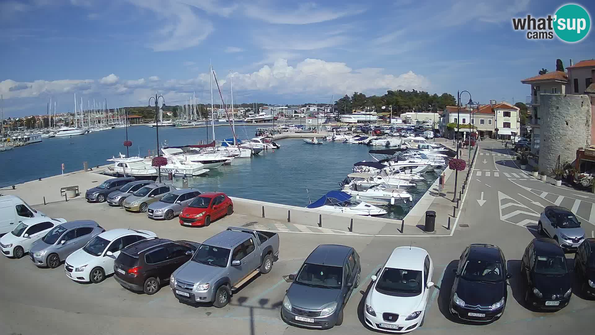 Novigrad | Porporela marina