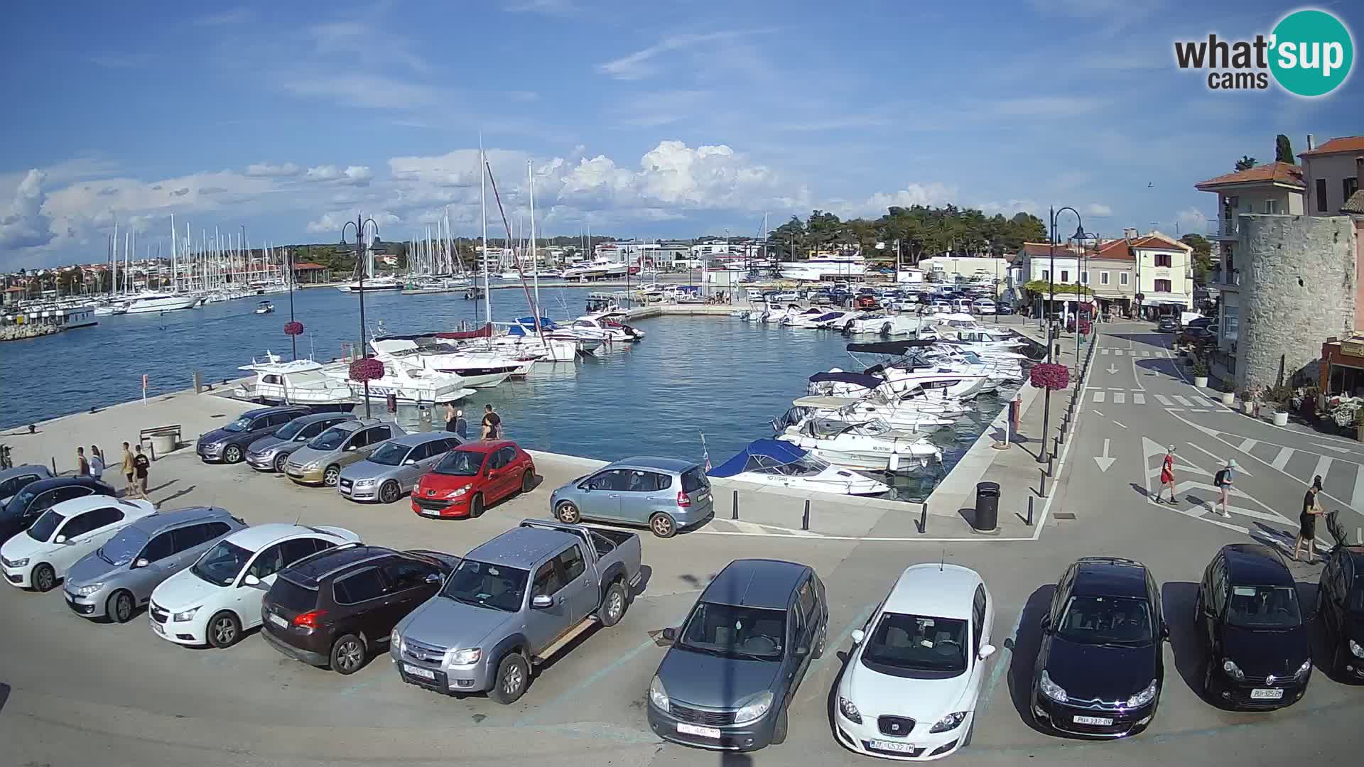 Novigrad | Porporela marina