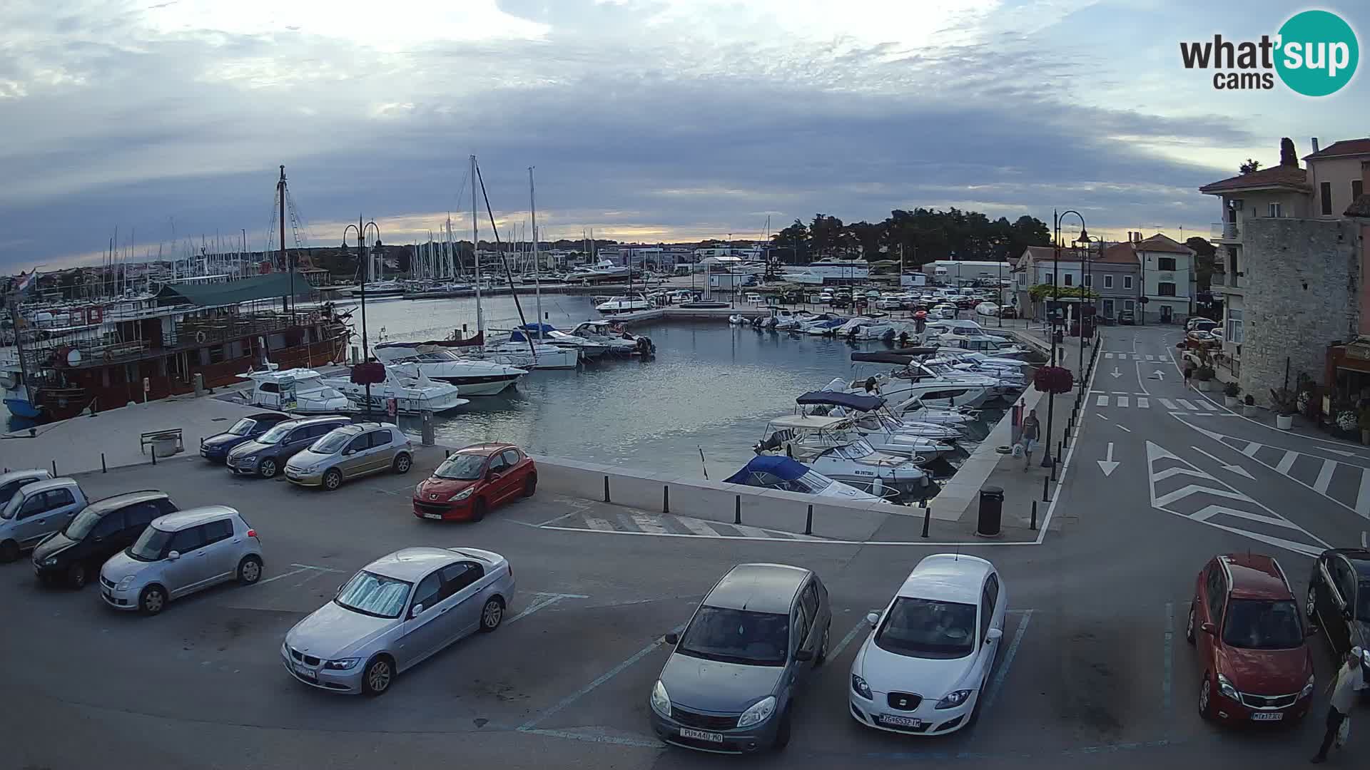 Novigrad | Porporela marina