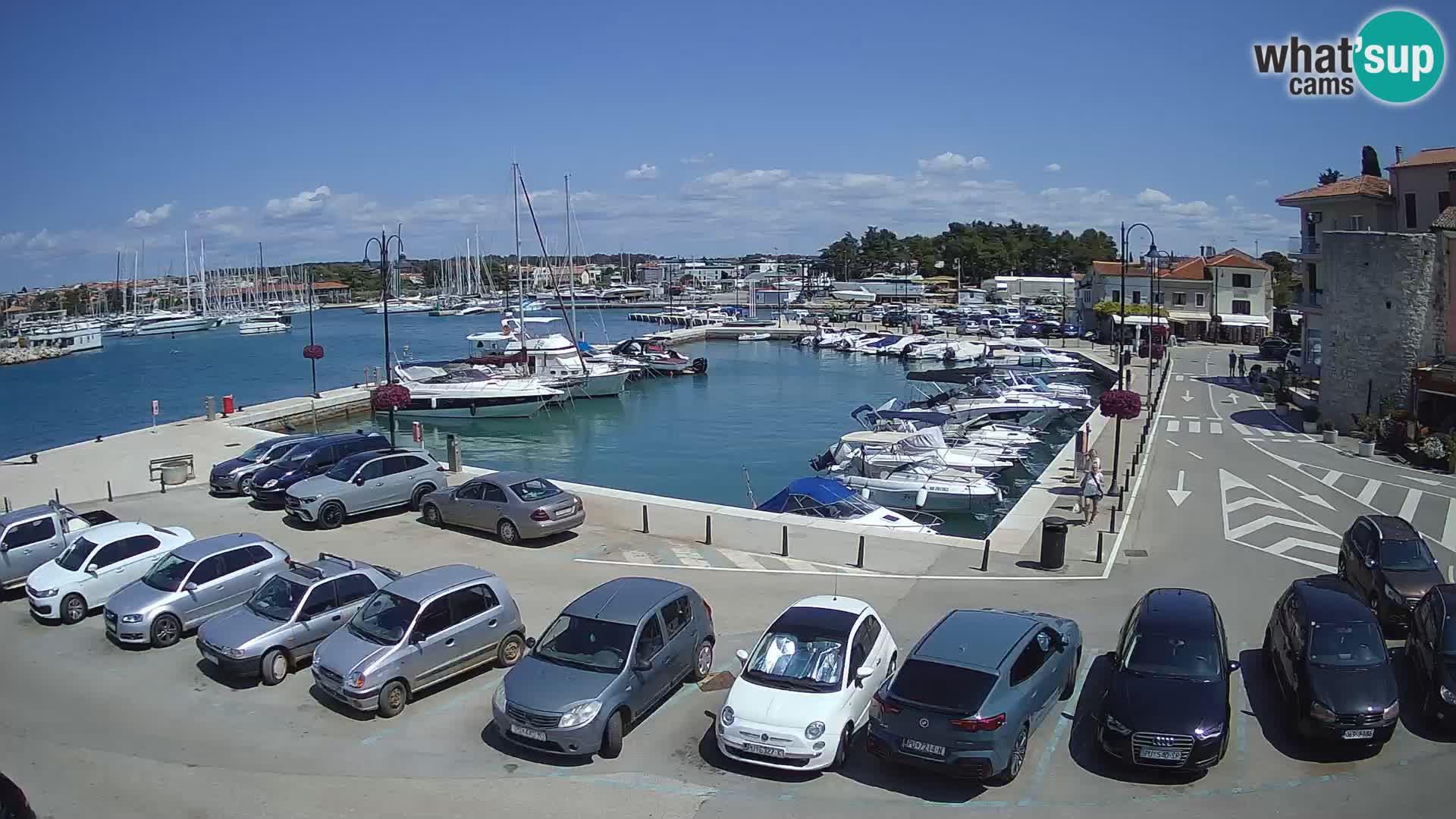 Novigrad | Porporela marina