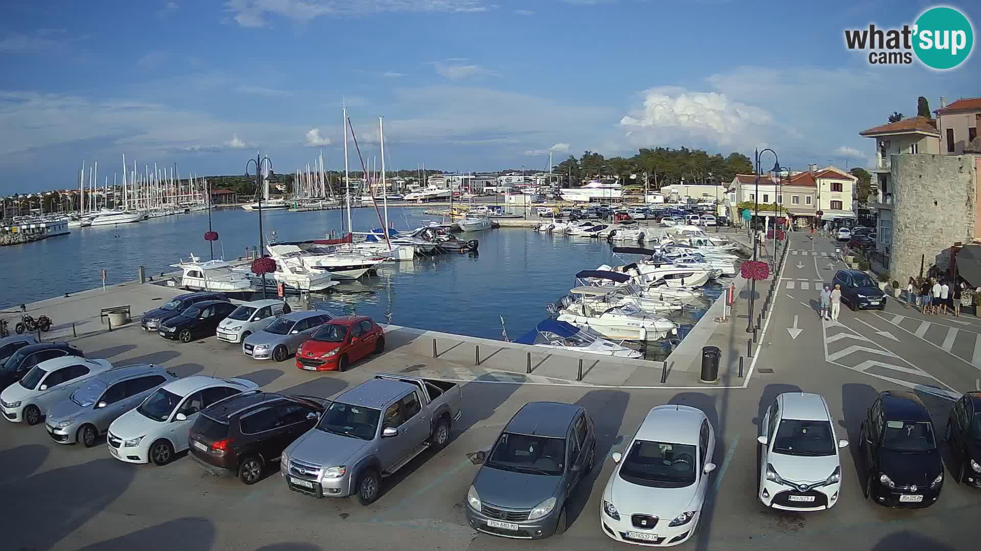 Novigrad | Porporela marina