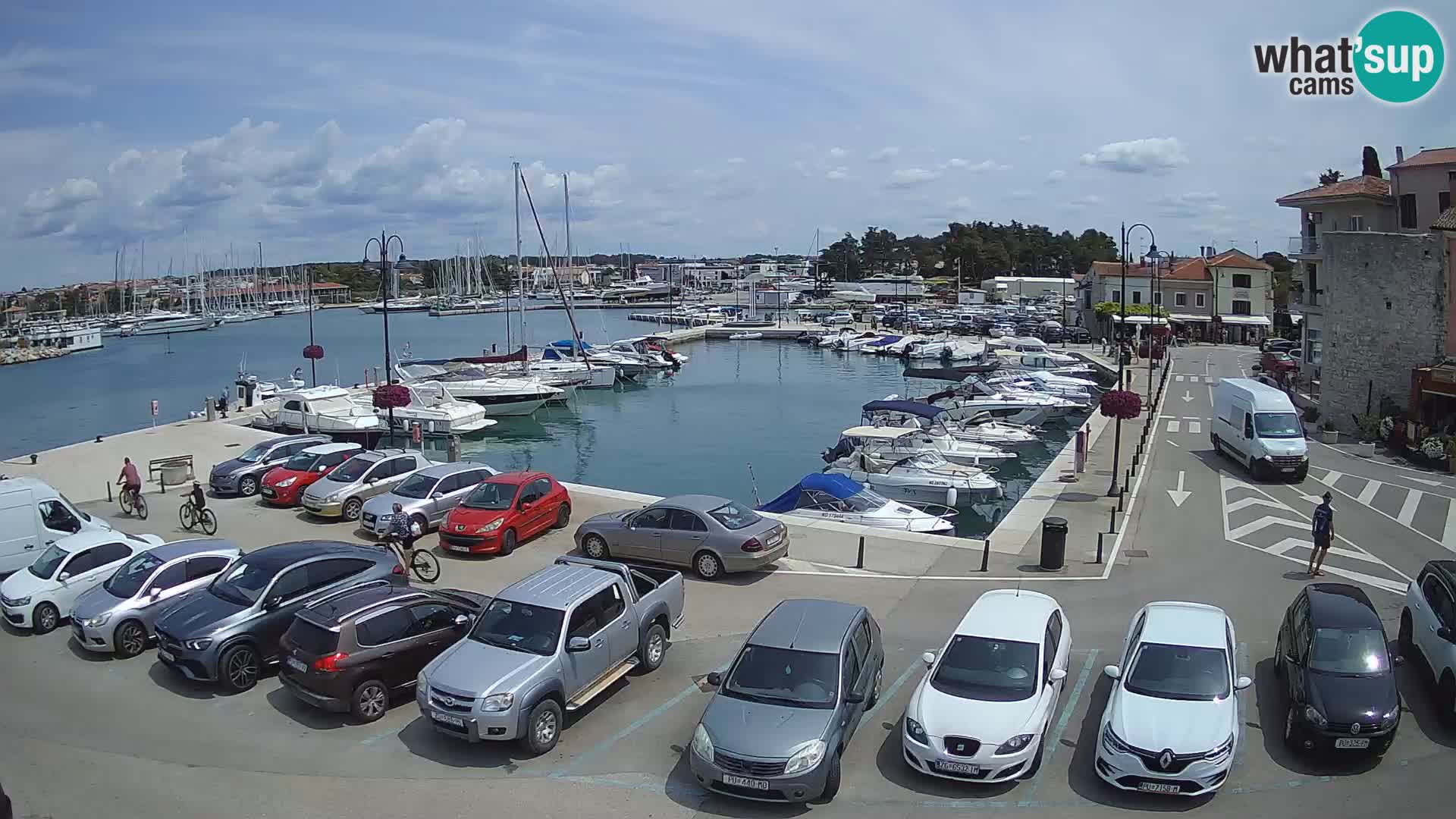Novigrad | Porporela marina