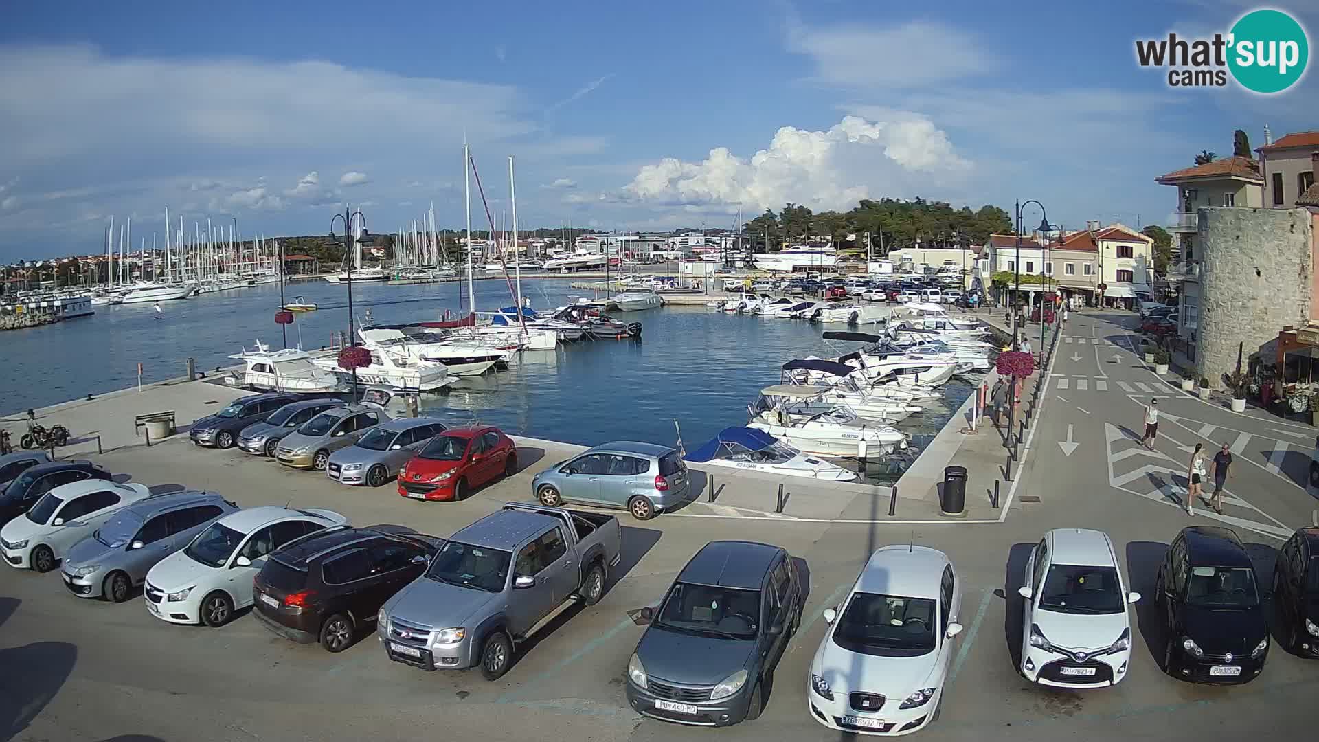 Novigrad | Porporela marina