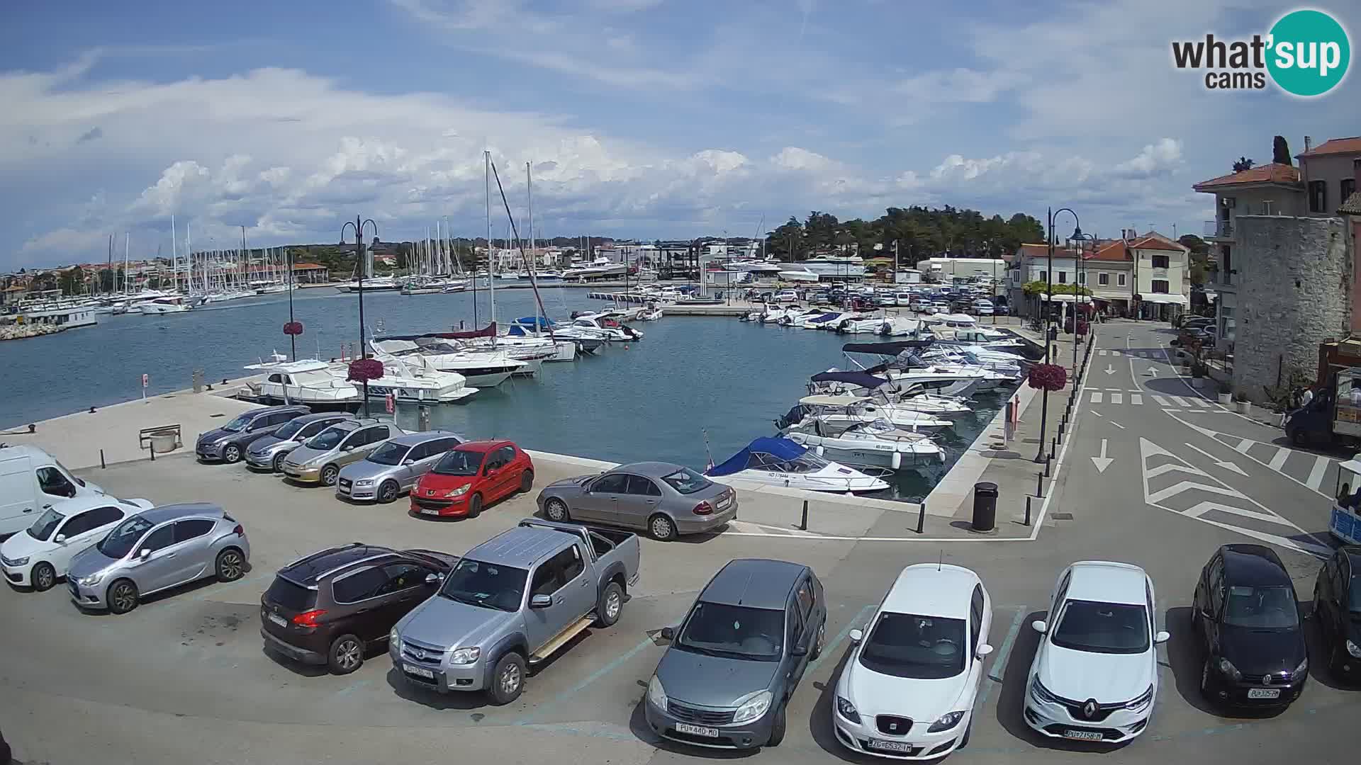 Novigrad | Porporela marina