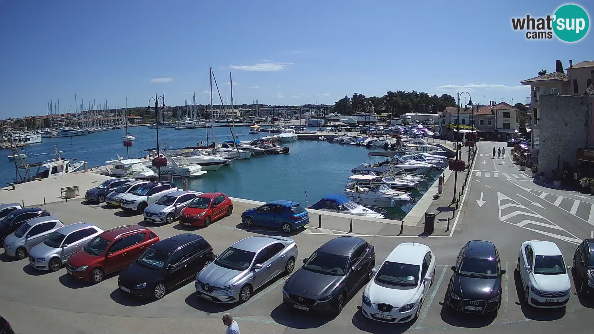 Novigrad | Porporela marina