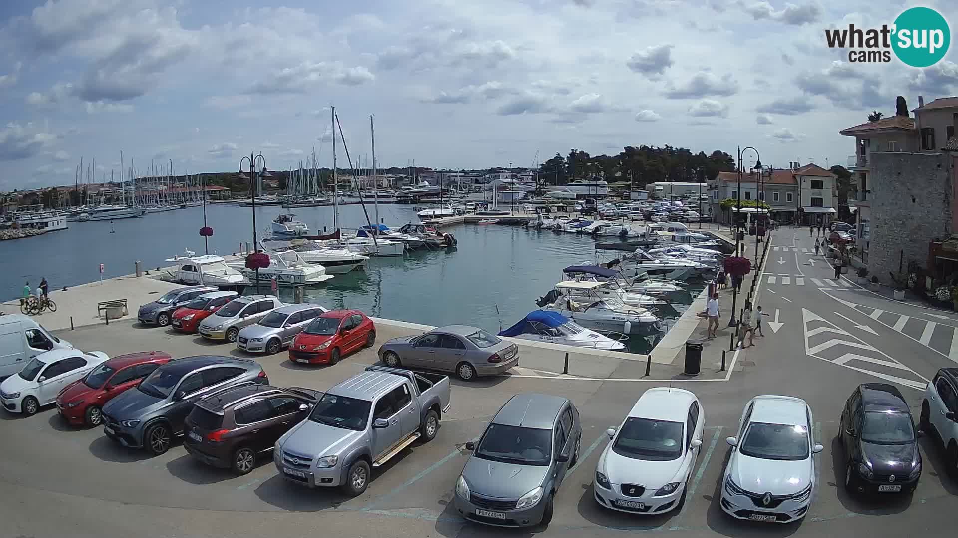 Novigrad | Porporela marina