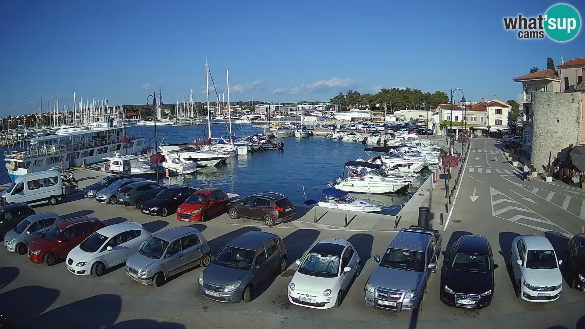 Novigrad | Porporela marina
