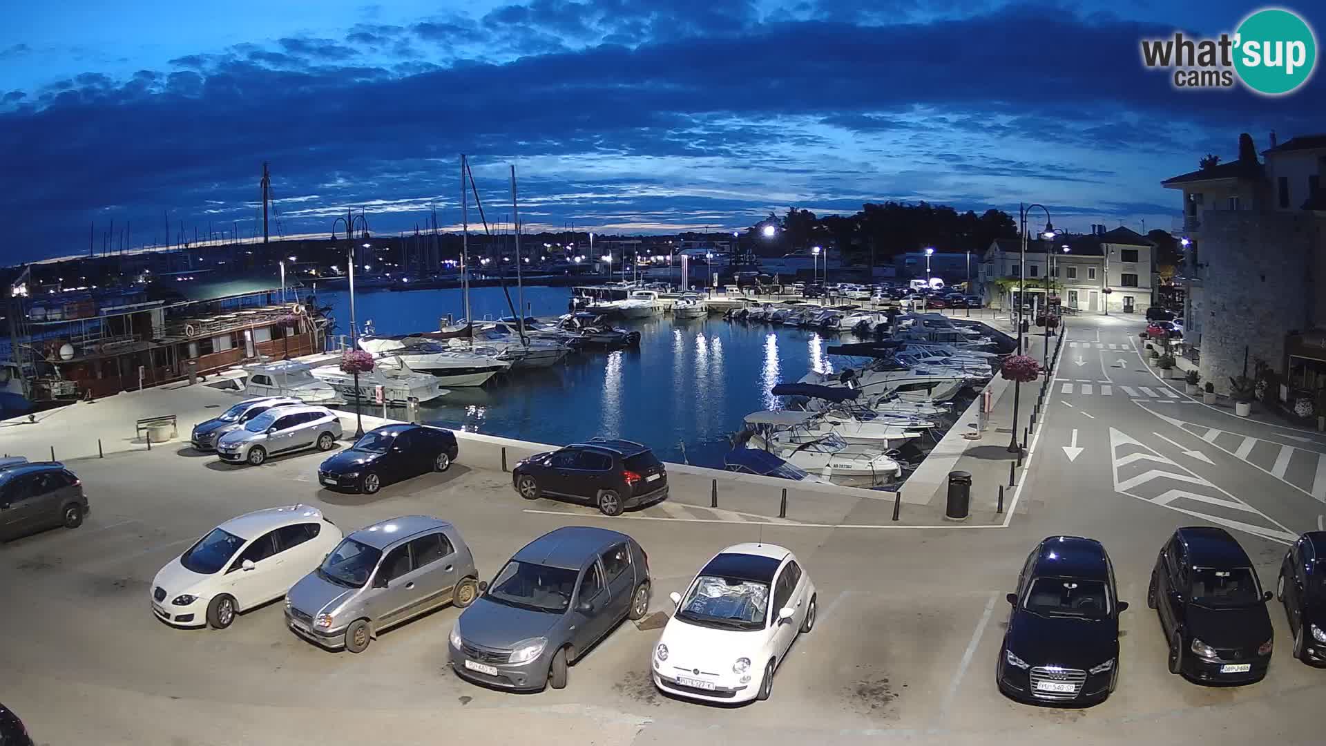 Novigrad | Porporela marina