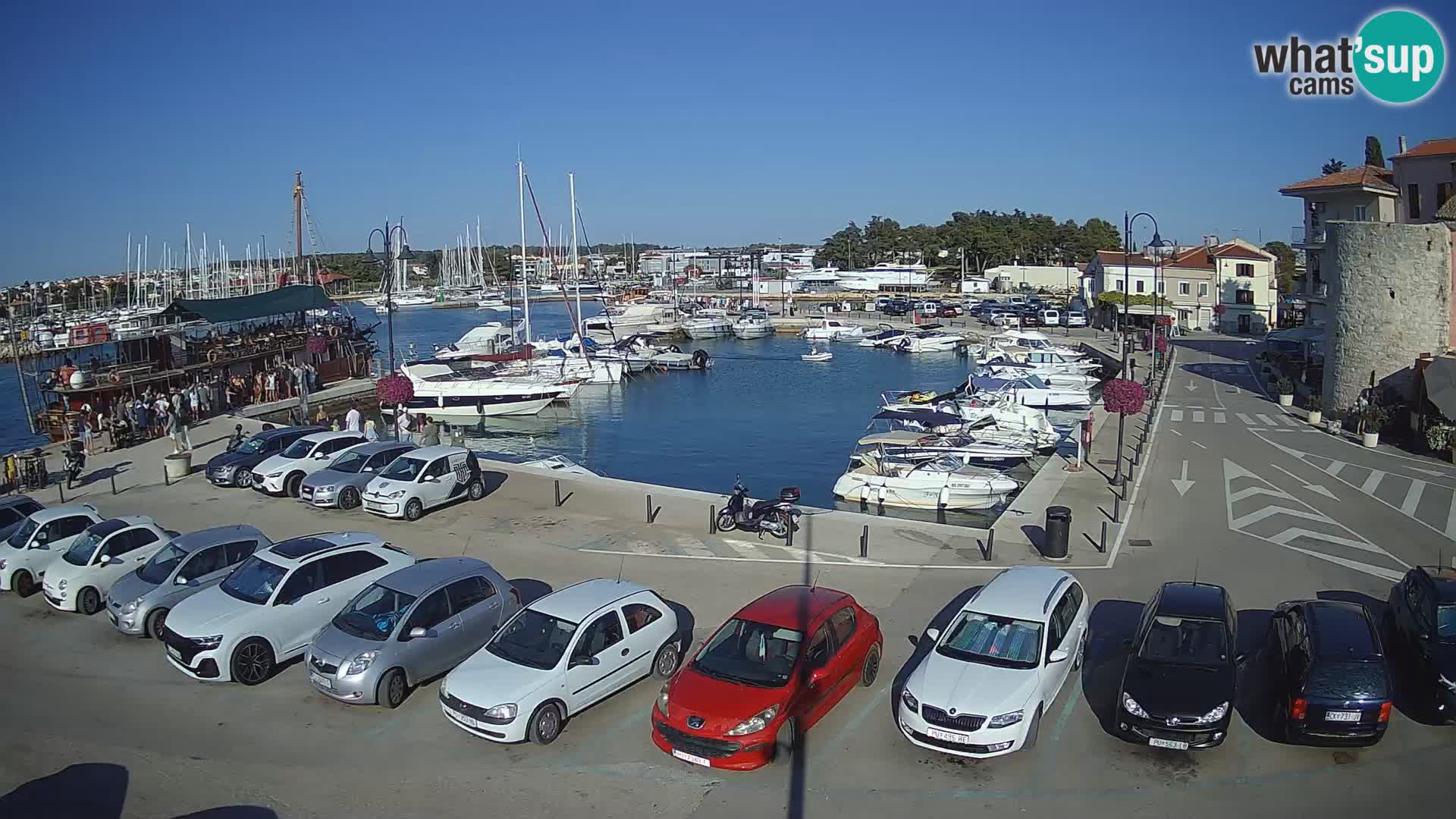 Novigrad | Porporela marina