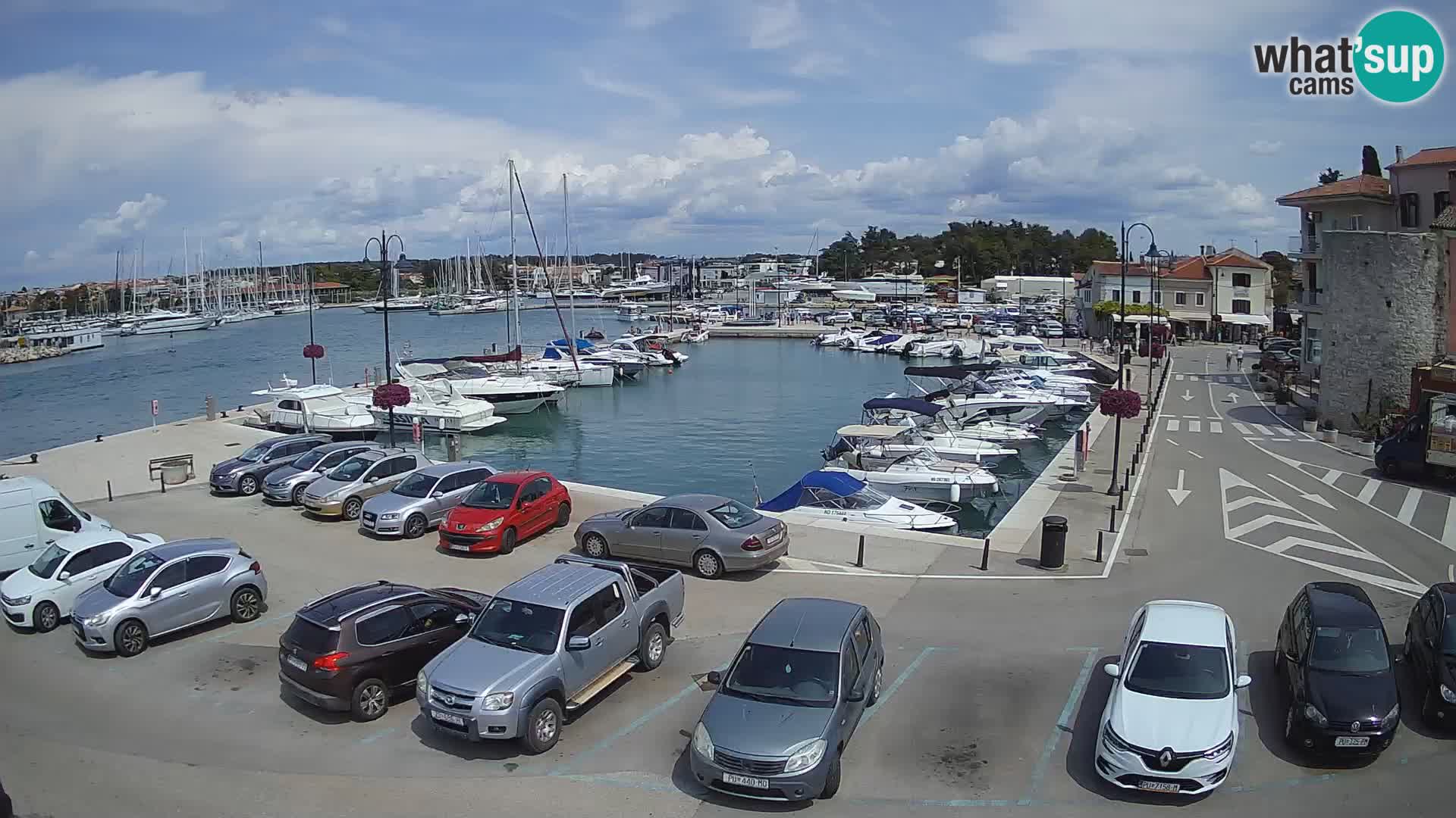 Novigrad | Porporela marina